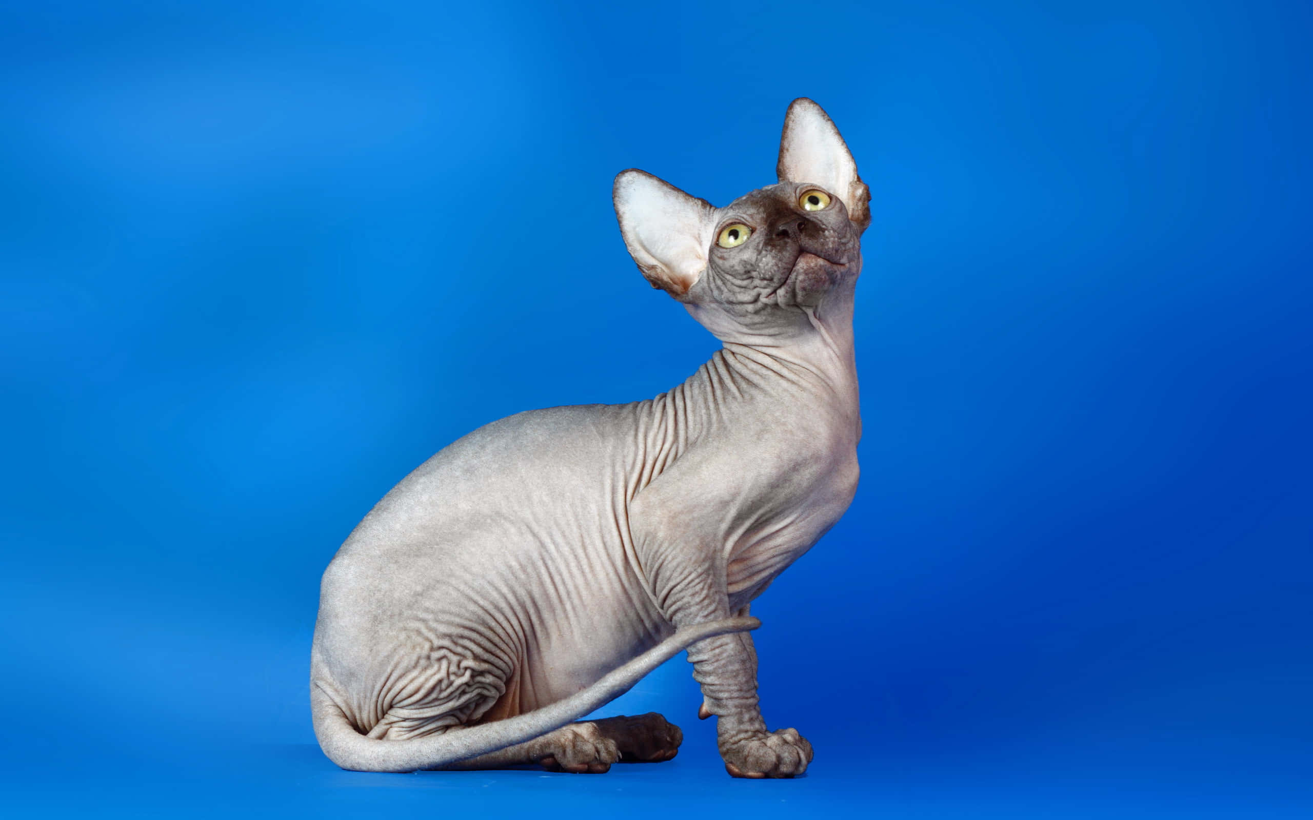 Sphynx 桌布 壁紙 — 一隻無毛的斯芬克斯貓，有大耳朵和黃色眼睛，警覺地坐在純藍色背景前。