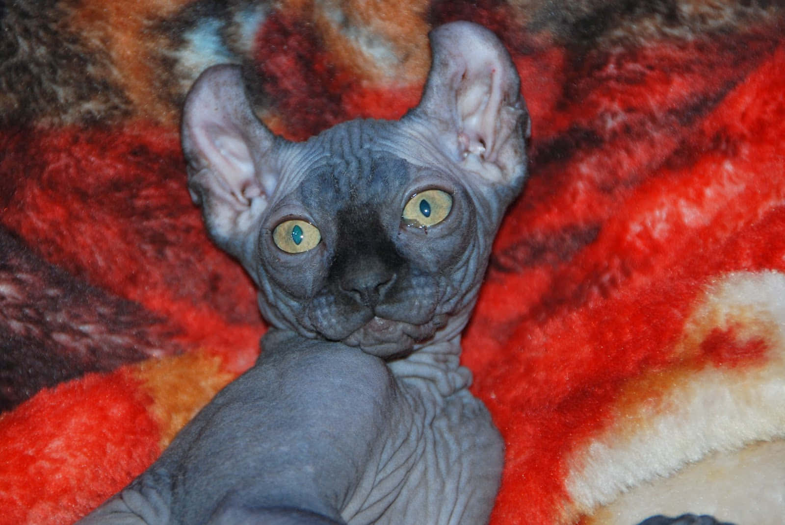 Elf Cat 桌布 壁紙 — 一隻無毛的斯芬克斯貓，有大耳朵和明亮的綠色眼睛，躺在色彩繽紛的毛絨毯子上休息。