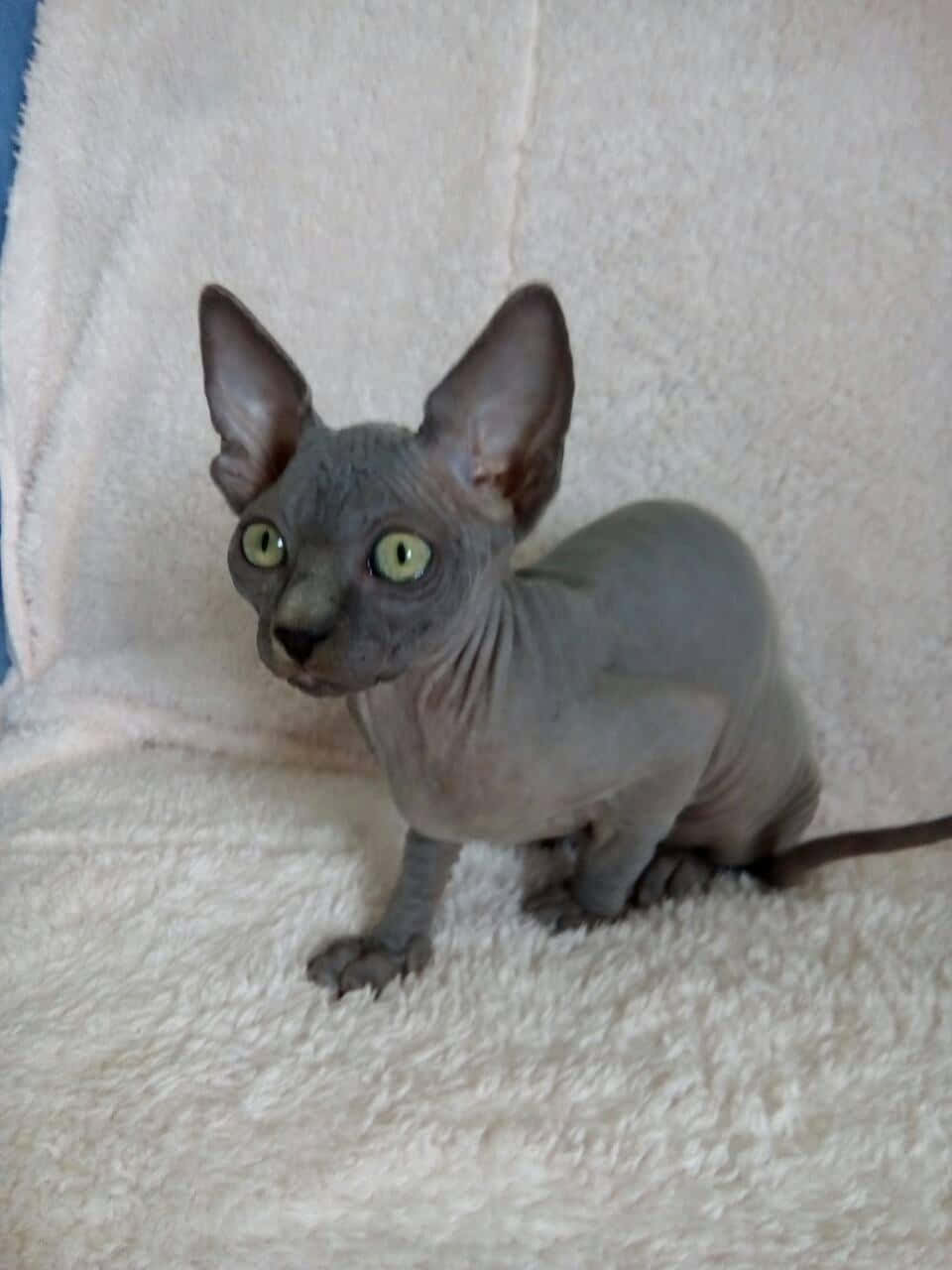 Canadian Sphynx 桌布 壁紙 — 一隻無毛的斯芬克斯貓，有大耳朵和明亮的綠色眼睛，警覺地坐在蓬鬆的白色毛巾上。