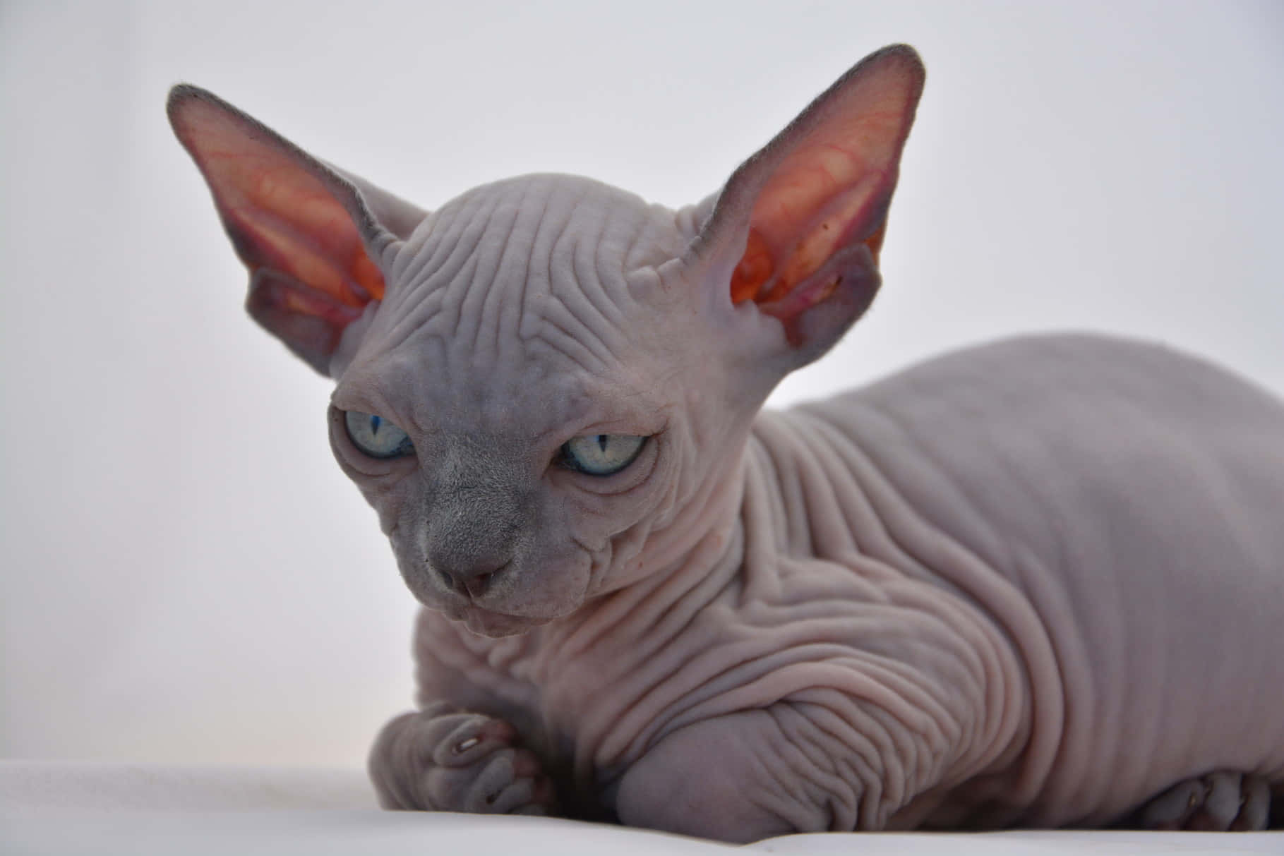 Canadian Sphynx 桌布 壁紙 — 一隻無毛的斯芬克斯貓，有大耳朵和藍色眼睛，在白色表面上平靜地休息，背景是純色。