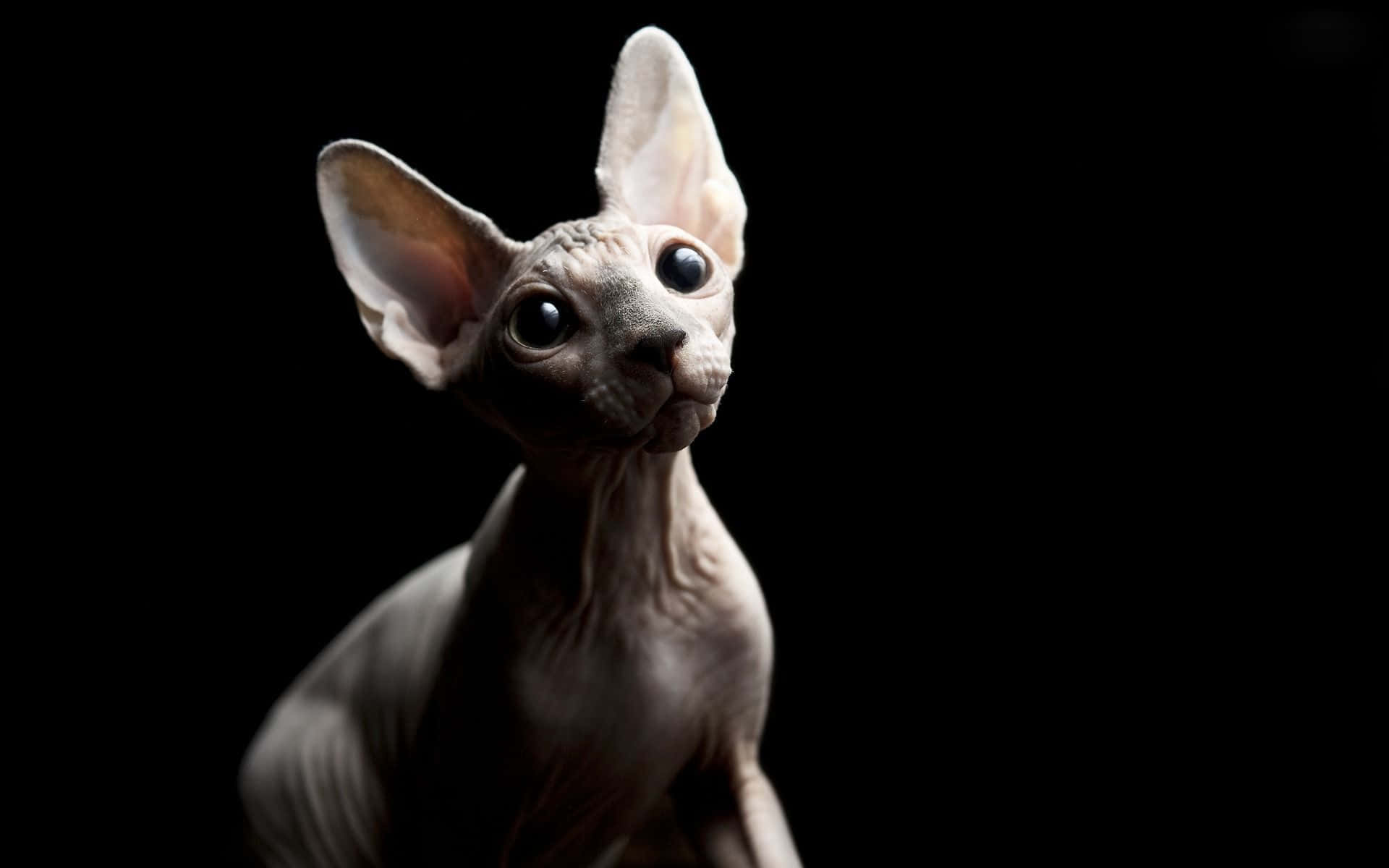 Sphynx 桌布 壁紙 — 一隻無毛的斯芬克斯貓，有大耳朵和深色眼睛，在純黑背景下向上凝視。