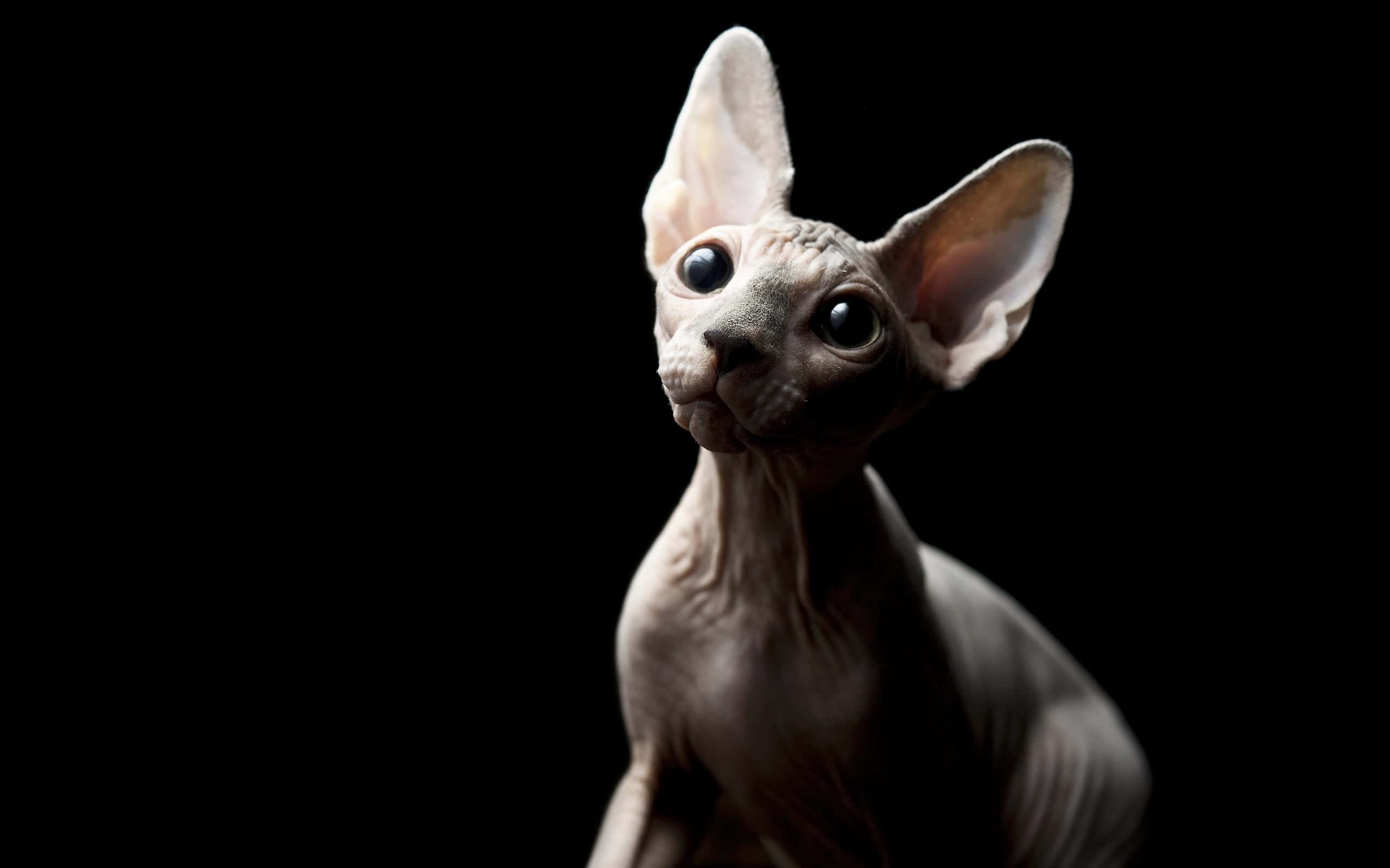 Sphynx 桌布 壁紙 — 一隻無毛的斯芬克斯貓，有大耳朵和深色眼睛，在純黑背景下向上凝視。