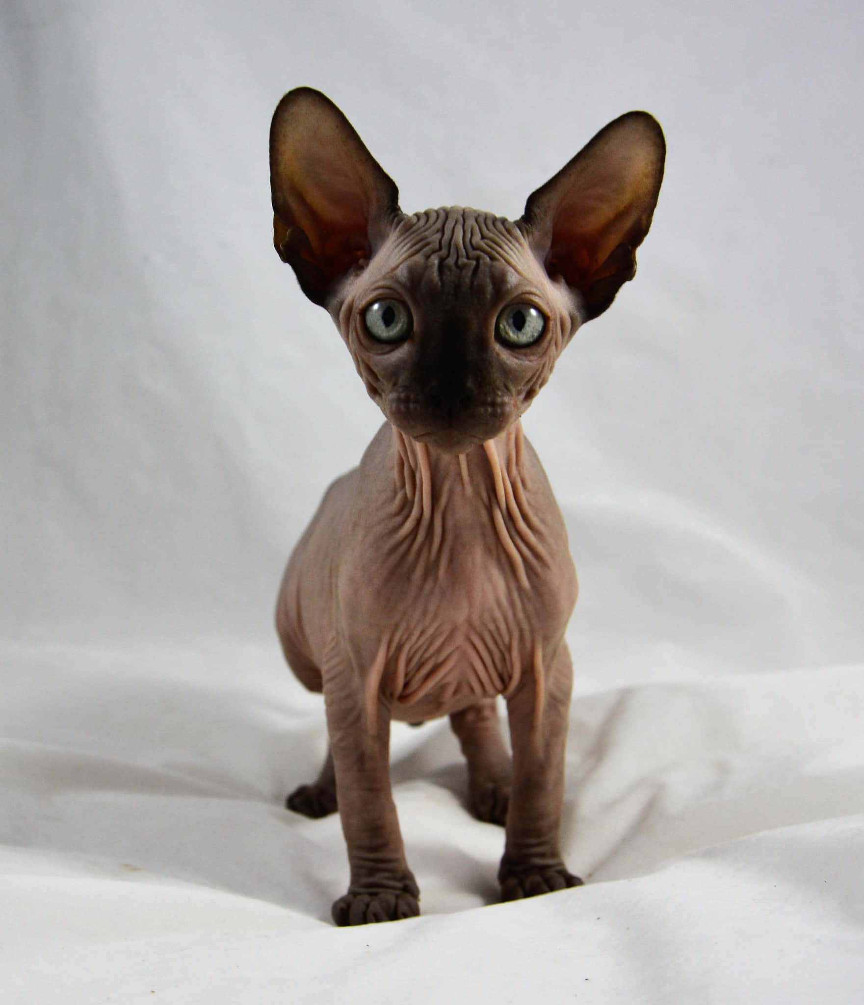 Canadian Sphynx 桌布 壁紙 — 一隻無毛的斯芬克斯貓，有著大耳朵和引人注目的綠色眼睛，警覺地坐在白色布料背景上。