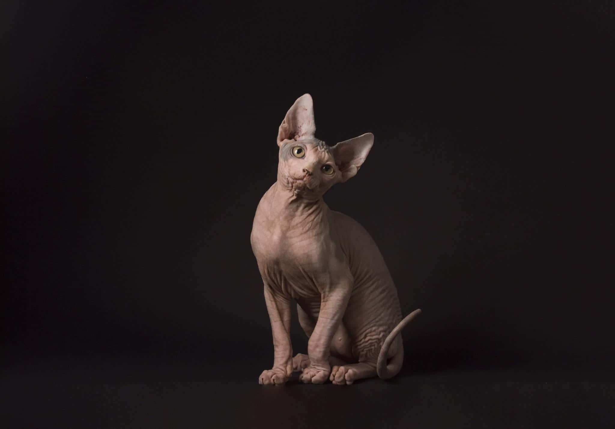 Sphynx 桌布 壁紙 — 一隻無毛的斯芬克斯貓，有著大耳朵和綠色眼睛，優雅地坐在純黑色背景前。