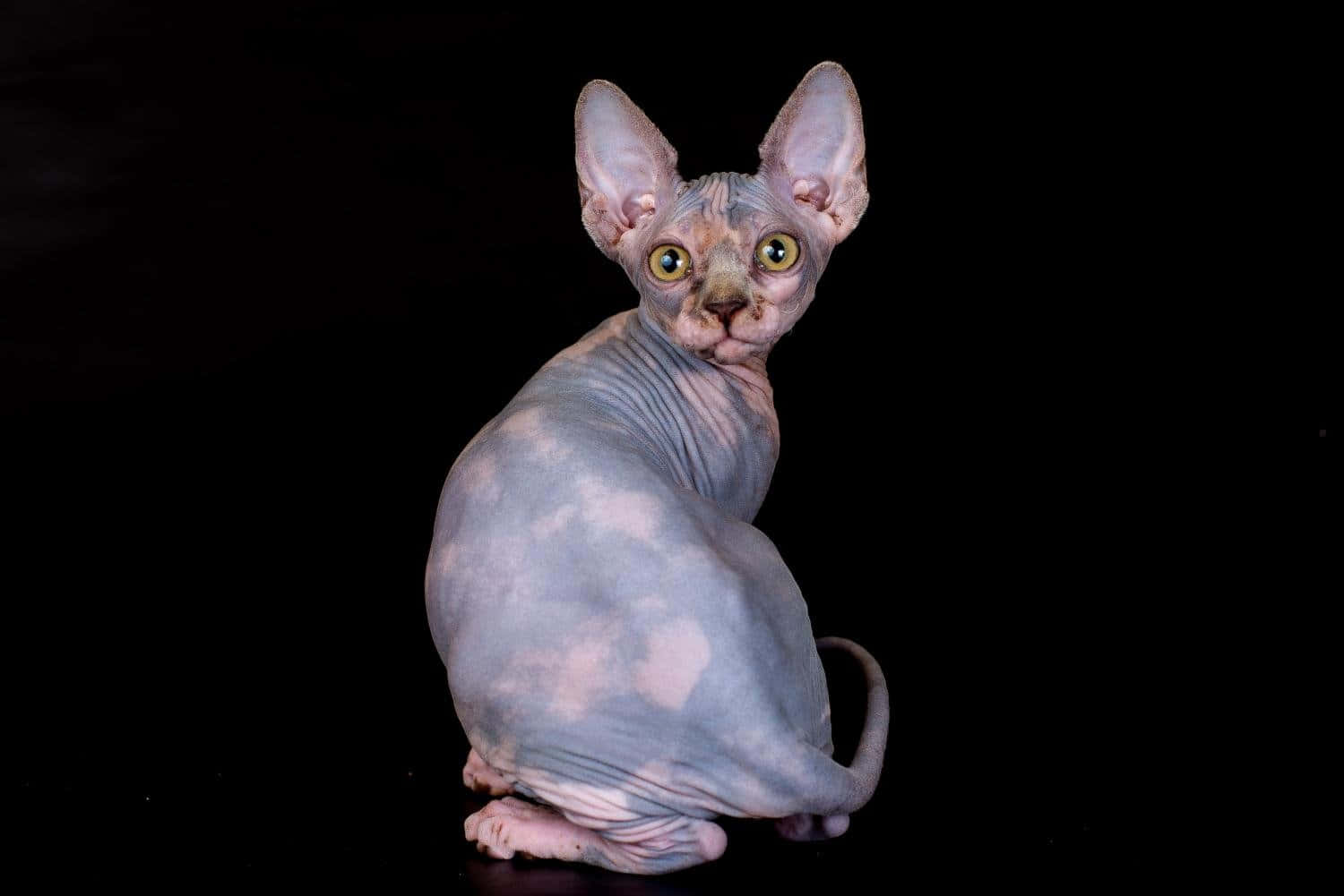 Canadian Sphynx 桌布 壁紙 — 一隻無毛的斯芬克斯貓，有著大耳朵和引人注目的黃色眼睛，優雅地坐在純黑背景前。