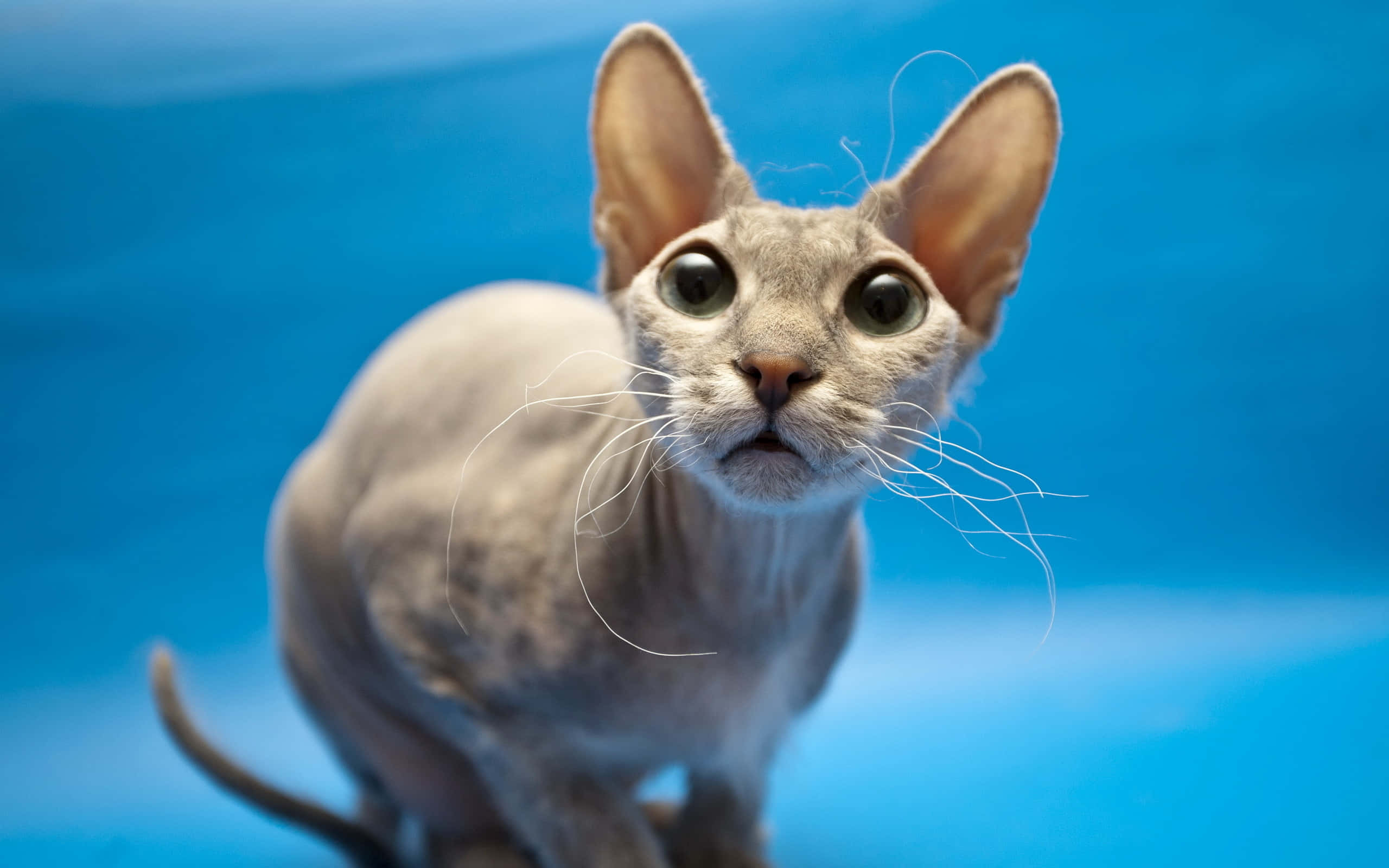 Sphynx 桌布 壁紙 — 一隻無毛的斯芬克斯貓，有著大耳朵和大眼睛，在純藍色背景前好奇地凝視著。