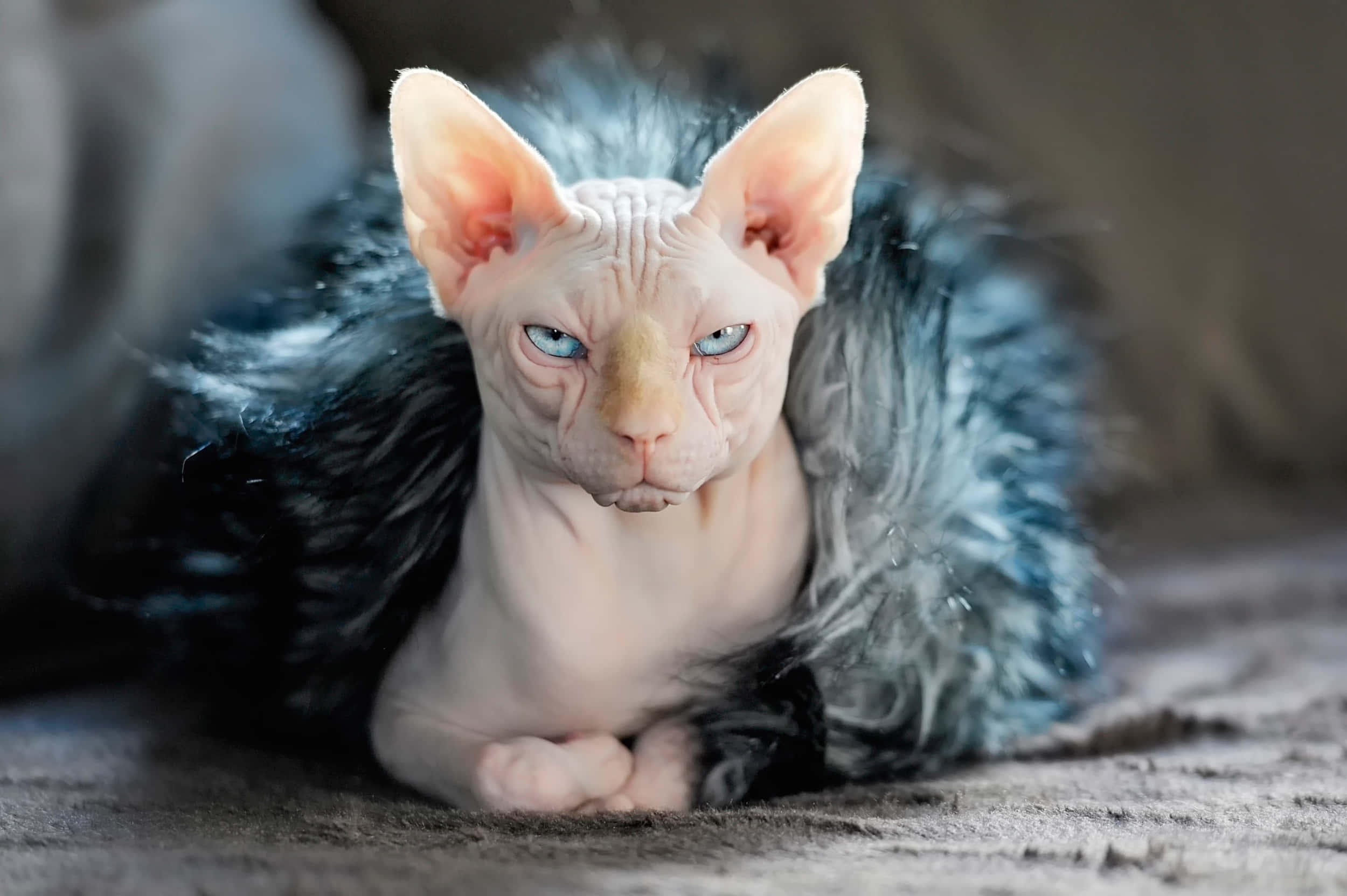 Sphynx 桌布 壁紙 — 一隻無毛的斯芬克斯貓，有著引人注目的藍色眼睛和蓬鬆的深藍色項圈，躺在有紋理的灰色表面上休息。