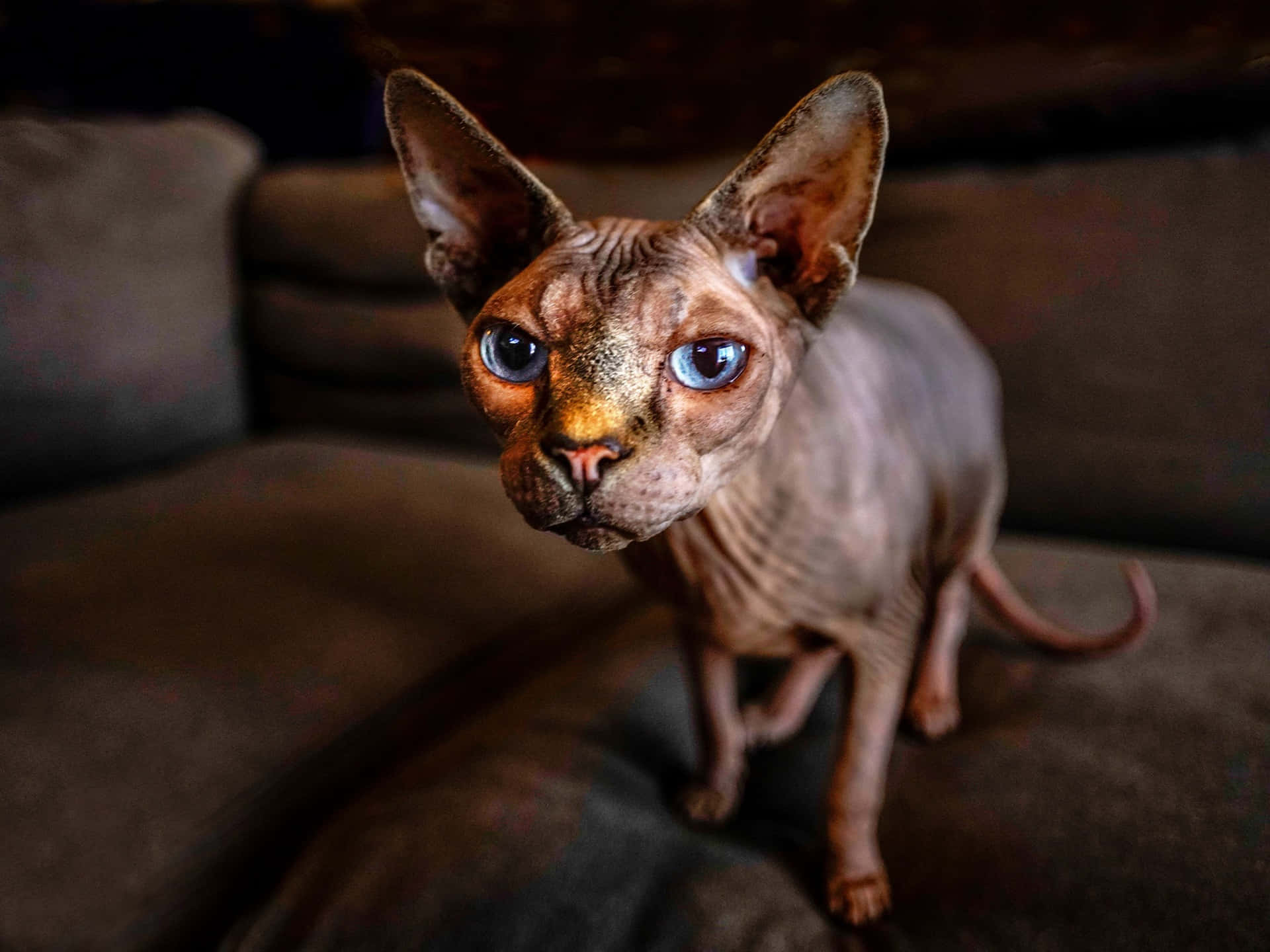 Sphynx 桌布 壁紙 — 一隻無毛的斯芬克斯貓，有著引人注目的藍色眼睛，在舒適的室內環境中從深棕色沙發上凝視著。