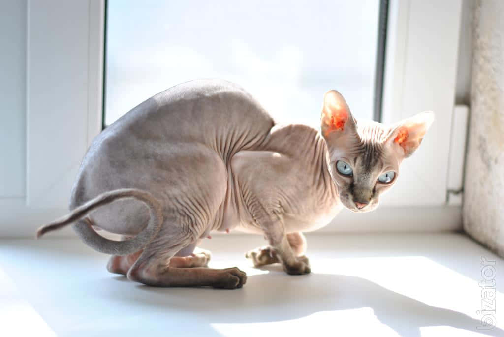 Canadian Sphynx 桌布 壁紙 — 一隻無毛的斯芬克斯貓，有著引人注目的藍色眼睛，警覺地蹲在陽光普照的窗台上。