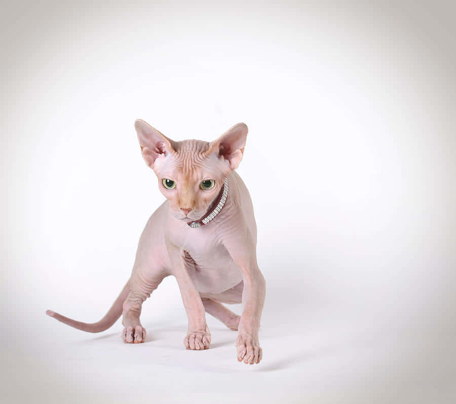 Canadian Sphynx 桌布 壁紙 — 一隻無毛的斯芬克斯貓，有著綠色眼睛和珍珠項圈，警覺地蹲伏在純白背景前。