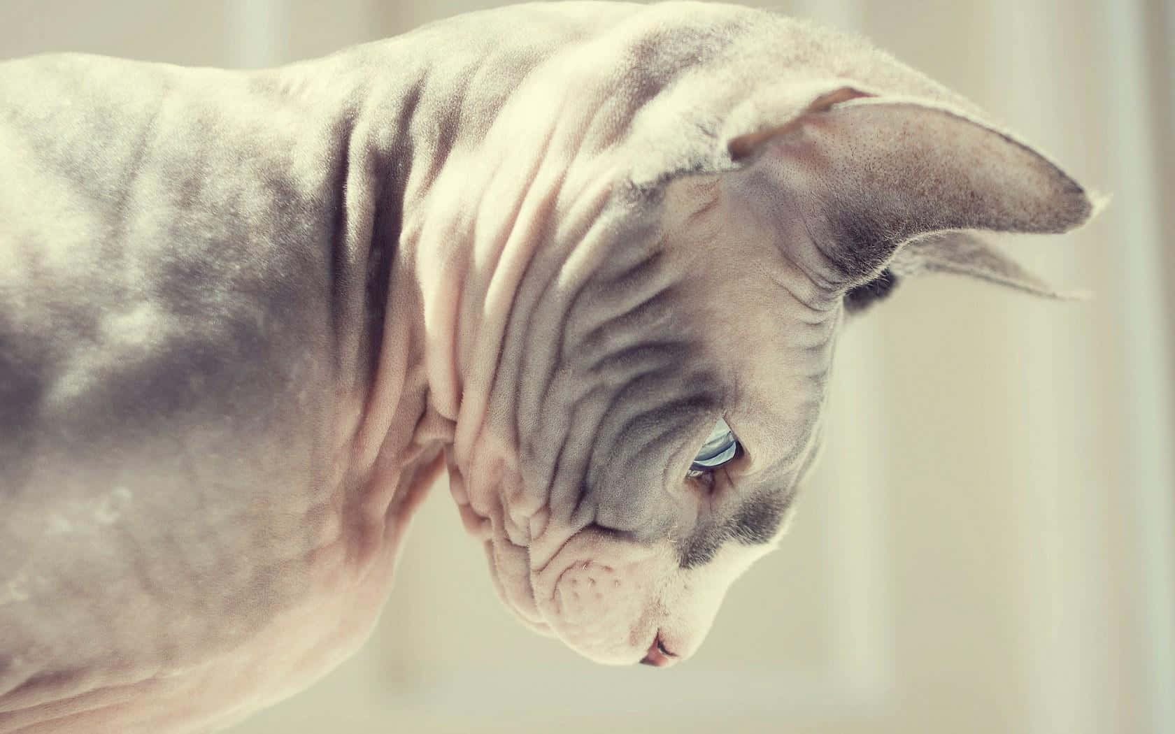 Sphynx 桌布 壁紙 — 一隻無毛的斯芬克斯貓，皮膚皺褶，藍色眼睛，在柔和光線下向下看的特寫。