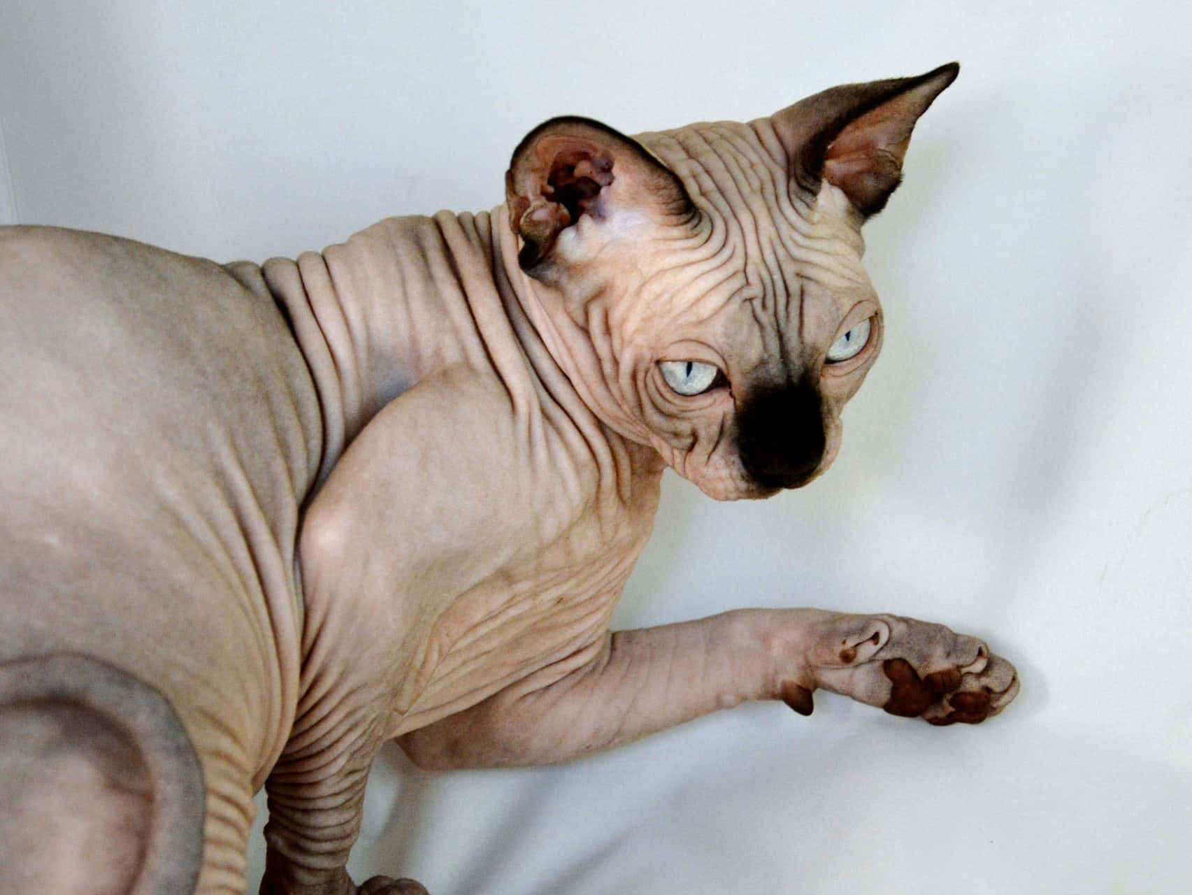 Canadian Sphynx 桌布 壁紙 — 一隻無毛的斯芬克斯貓，皮膚皺褶，擁有引人注目的藍色眼睛，在純白色背景前擺姿勢。