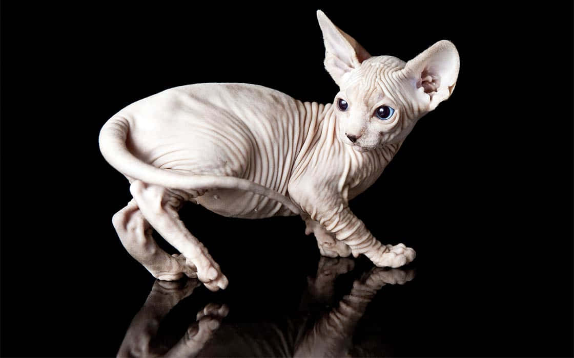 Canadian Sphynx 桌布 壁紙 — 一隻無毛的斯芬克斯貓，皮膚皺褶，耳朵大，優雅地站在反光的黑色表面上。