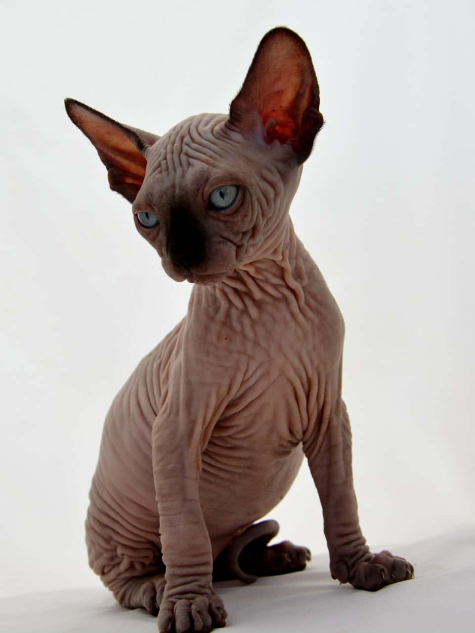 Canadian Sphynx 桌布 壁紙 — 一隻無毛的斯芬克斯貓，皮膚皺褶呈粉紅色，眼睛藍色引人注目，優雅地坐在純白色背景前。