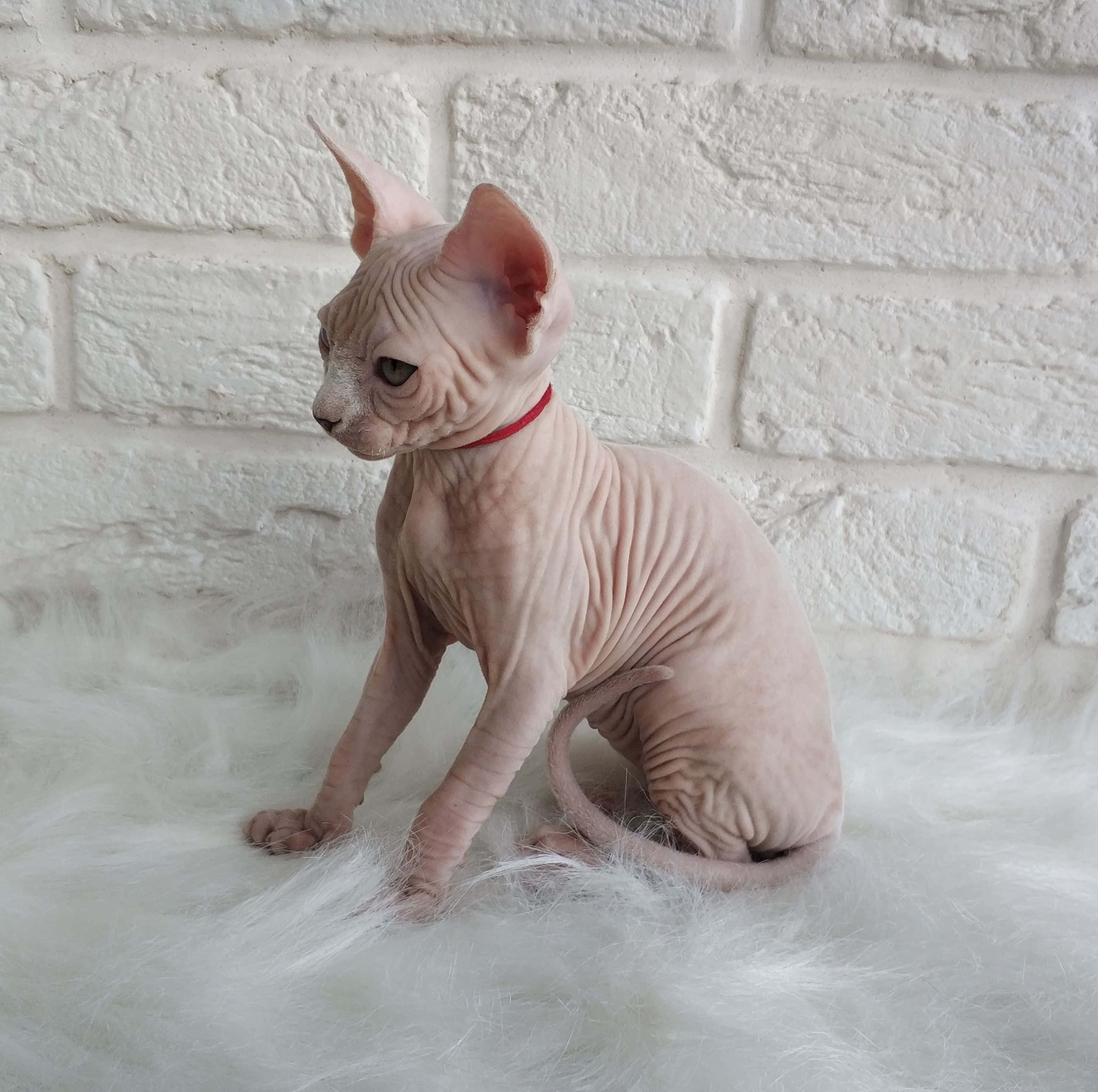 Canadian Sphynx 桌布 壁紙 — 一隻無毛的斯芬克斯貓，粉紅色皮膚和大耳朵，警覺地坐在白色磚牆前的白色毛絨地毯上。