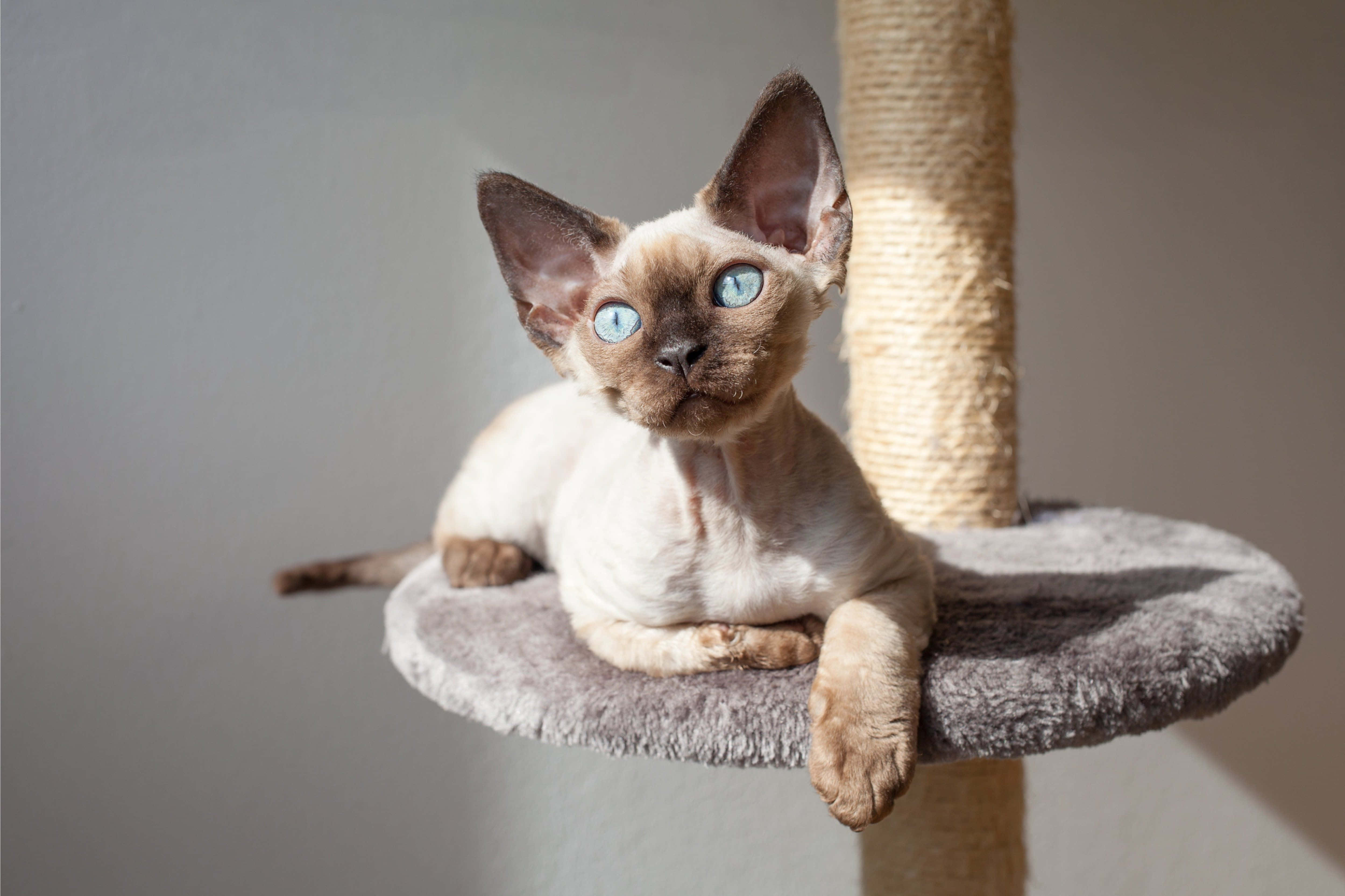 Devon Rex 桌布 壁紙 — 一隻無毛的斯芬克斯貓咪，擁有引人注目的藍色眼睛，在灰色貓樹棲架上沐浴著柔和陽光，悠閒地躺著。