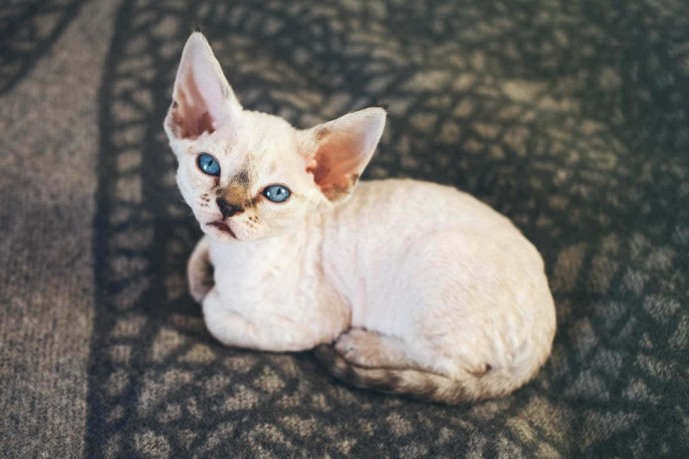 Devon Rex 桌布 壁紙 — 一隻無毛的斯芬克斯貓咪，擁有引人注目的藍色眼睛，蜷縮在帶有圖案的灰色毯子上。