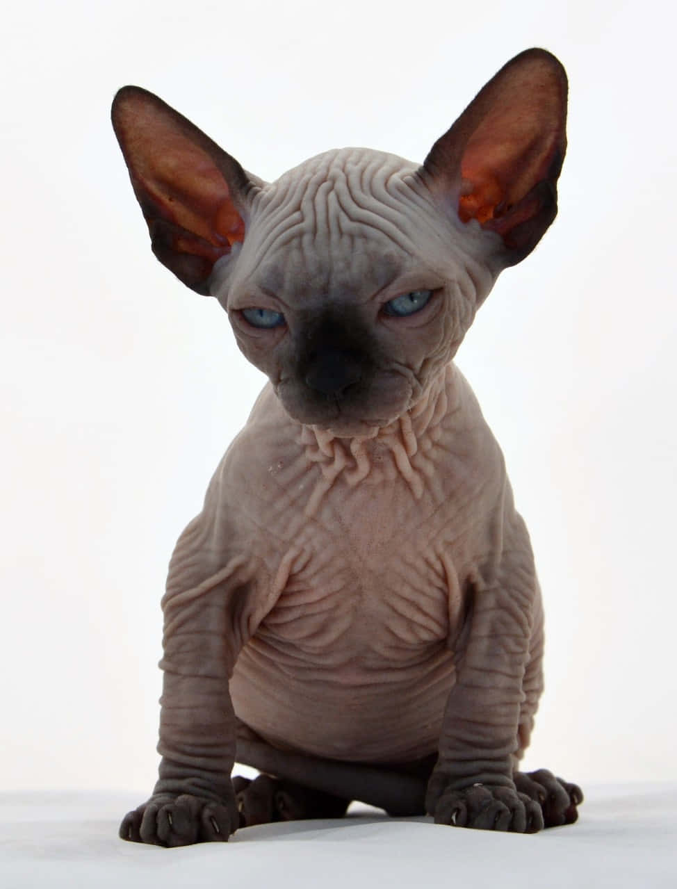 Canadian Sphynx 桌布 壁紙 — 一隻無毛的斯芬克斯貓咪，擁有皺褶的灰色皮膚和引人注目的藍色眼睛，警覺地坐在純白色背景前。