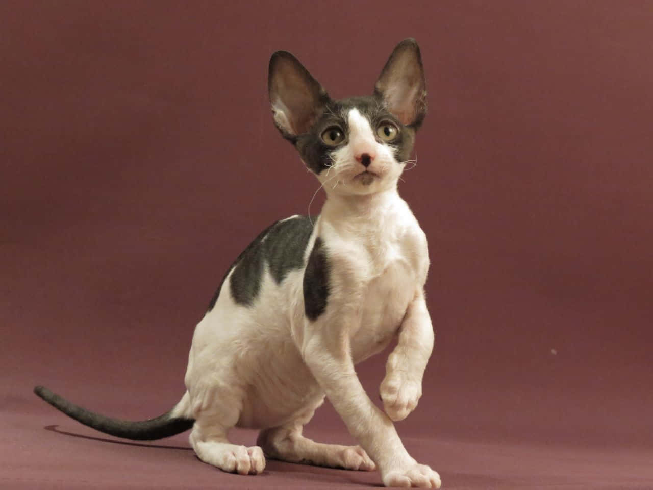 Cornish Rex 桌布 壁紙 — 一隻無毛的斯芬克斯貓咪，有大耳朵和大眼睛，警覺地坐在純栗色工作室背景前。