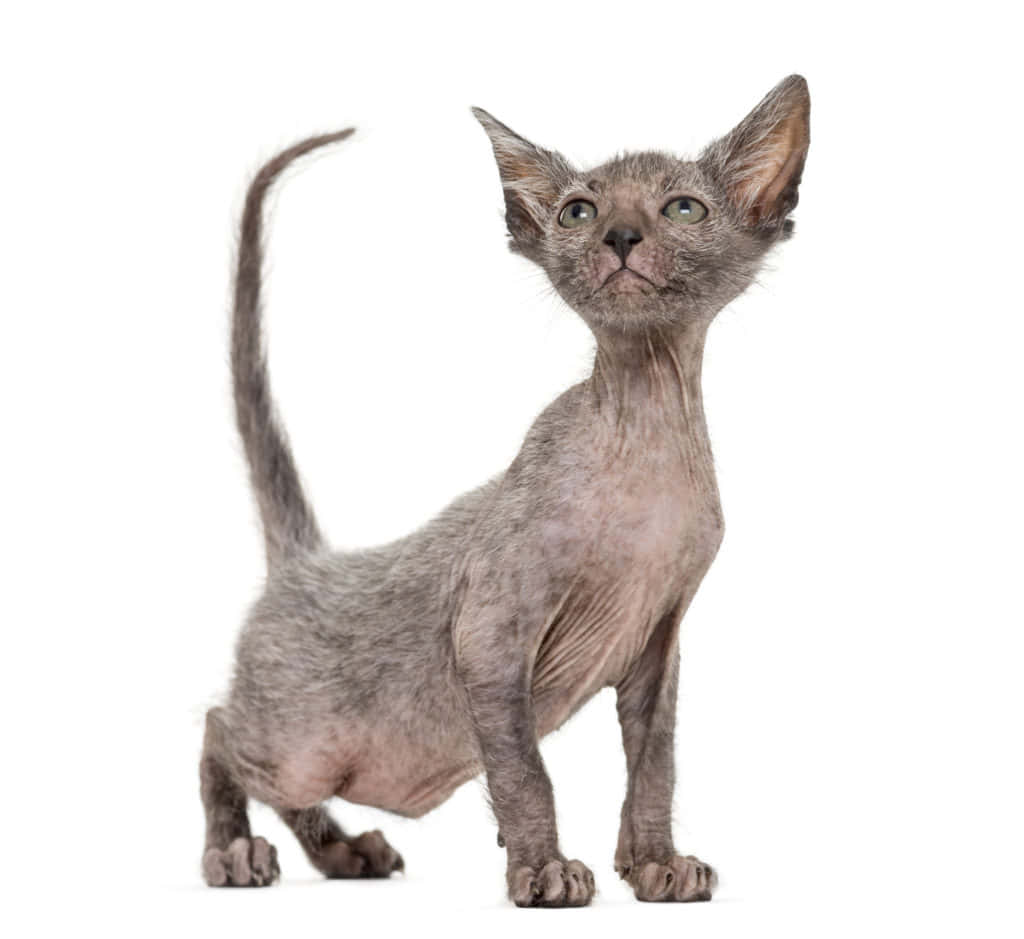 Lykoi 桌布 壁紙 — 一隻無毛的斯芬克斯貓咪，有大耳朵和綠色眼睛，在純白背景上警覺地站立。