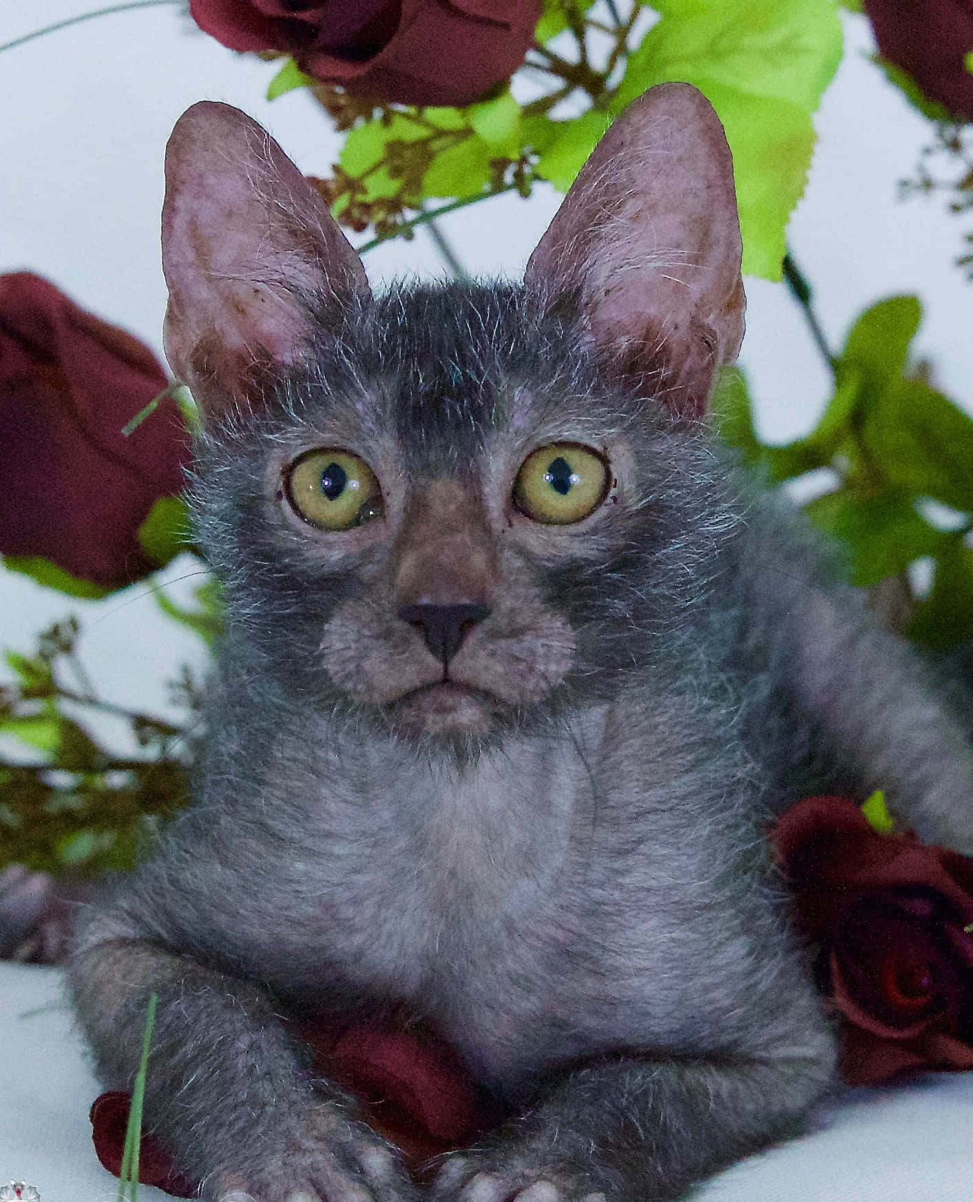 Lykoi 桌布 壁紙 — 一隻無毛的斯芬克斯貓咪，有大耳朵和明亮的黃色眼睛，坐在深紅玫瑰和綠葉之間。