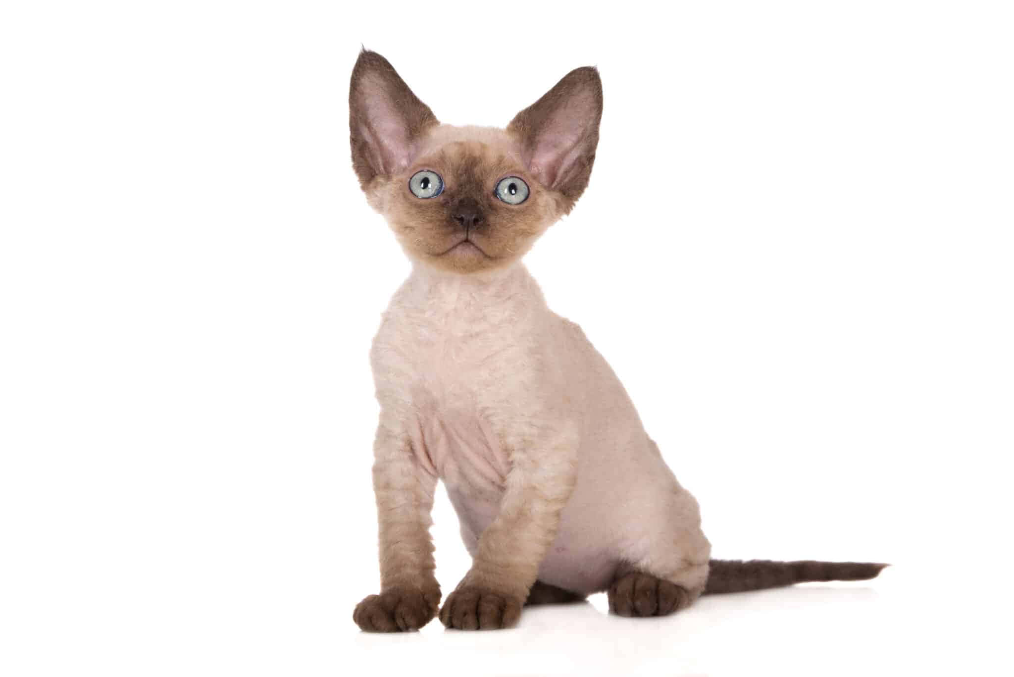 Colorpoint Shorthair 桌布 壁紙 — 一隻無毛的斯芬克斯貓咪，有著大耳朵和引人注目的藍色眼睛，警覺地坐在純白色背景前。