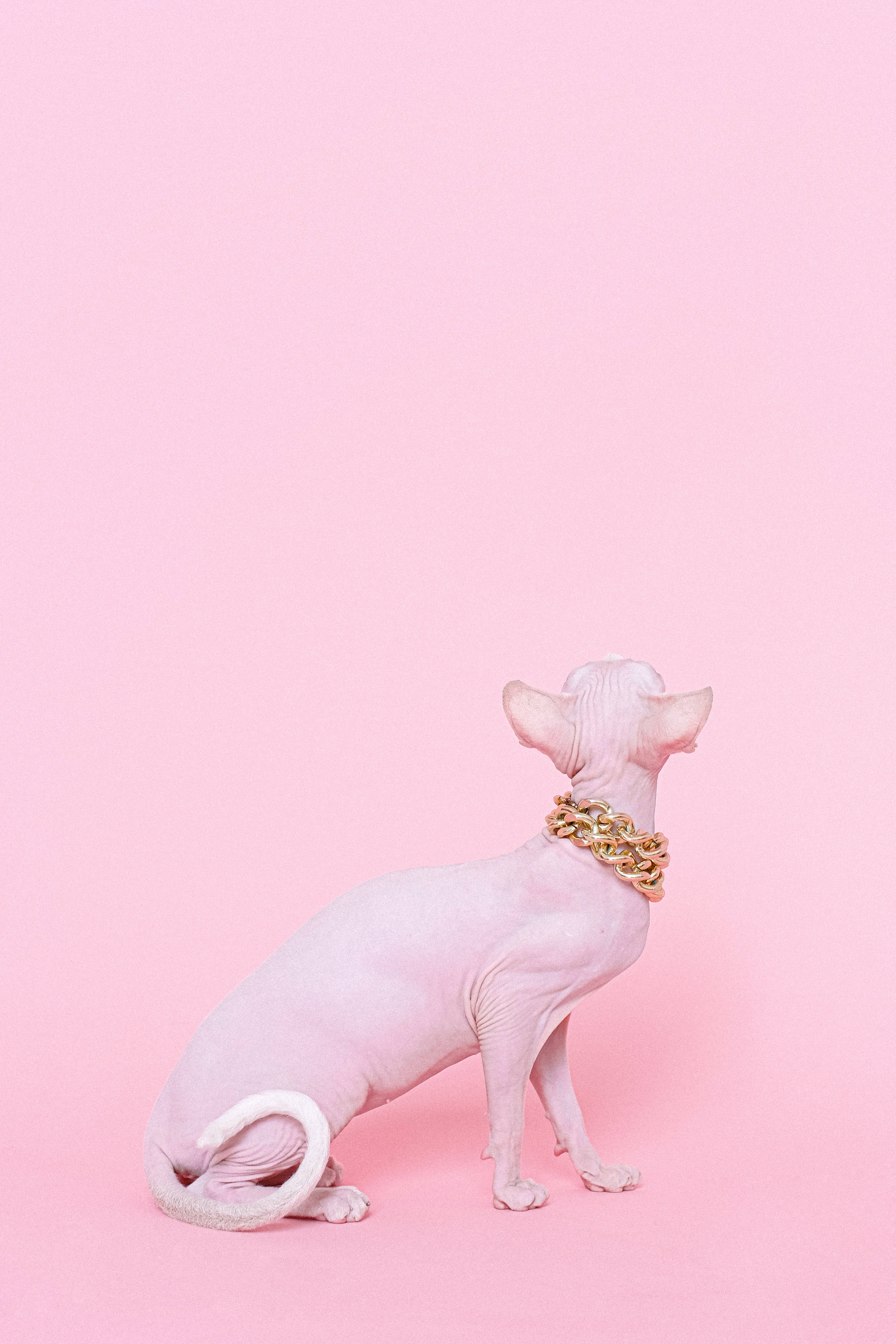 Pink Cat 桌布 壁紙 — 一隻無毛的斯芬克斯貓在柔和的粉紅色背景前擺出姿勢，戴著一條粗金鏈項圈。