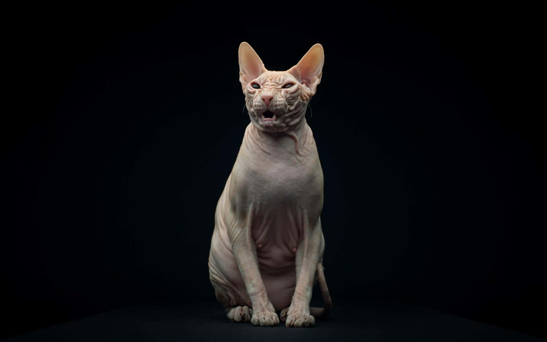 Sphynx 桌布 壁紙 — 一隻無毛的斯芬克斯貓在純黑背景下優雅地坐著，其皺褶的粉紅色皮膚和大耳朵在戲劇性的工作室燈光下被凸顯出來。