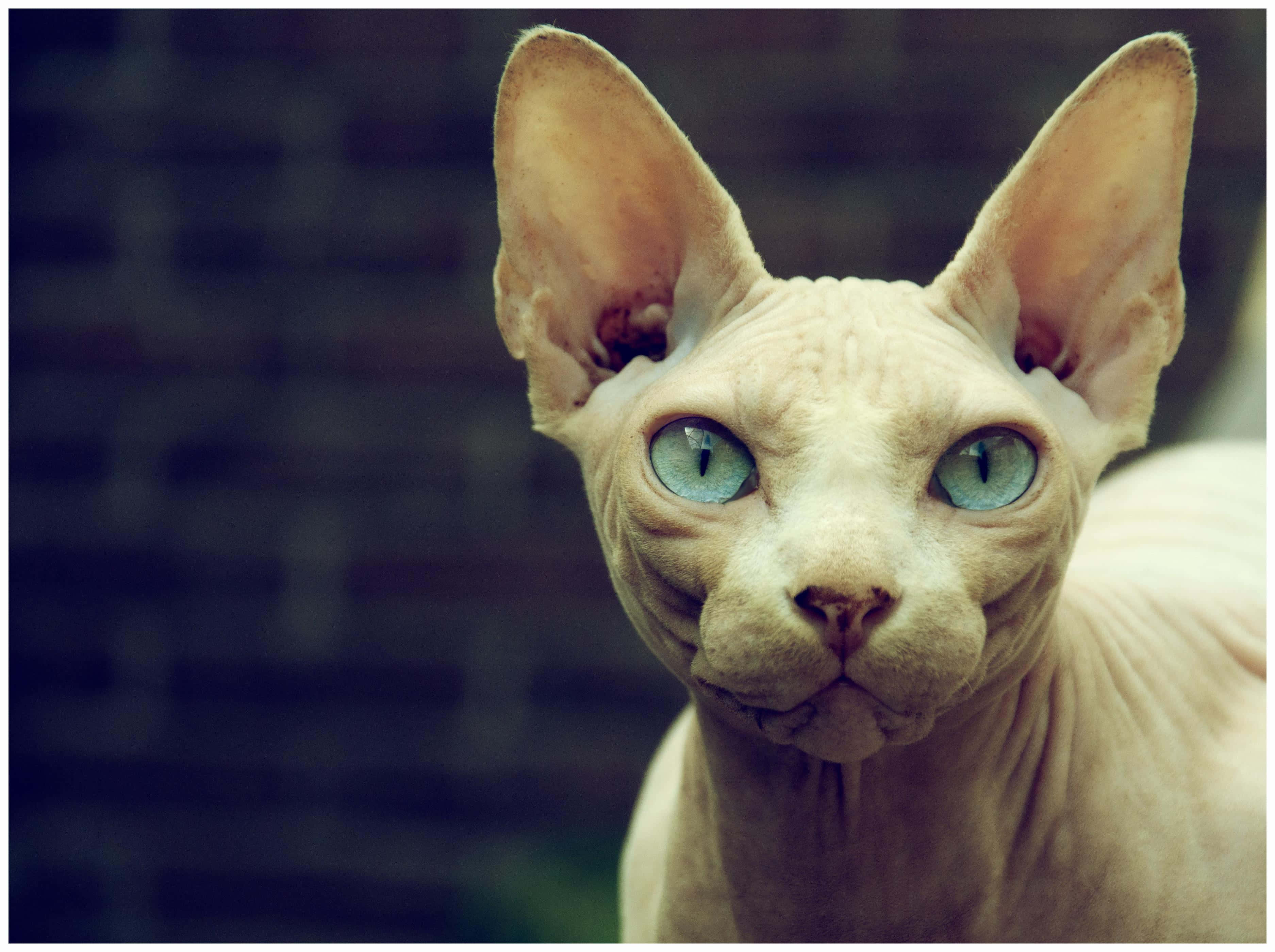 Sphynx 桌布 壁紙 — 一隻無毛的斯芬克斯貓特寫，擁有引人注目的藍色眼睛和大耳朵，背景是模糊的磚牆。