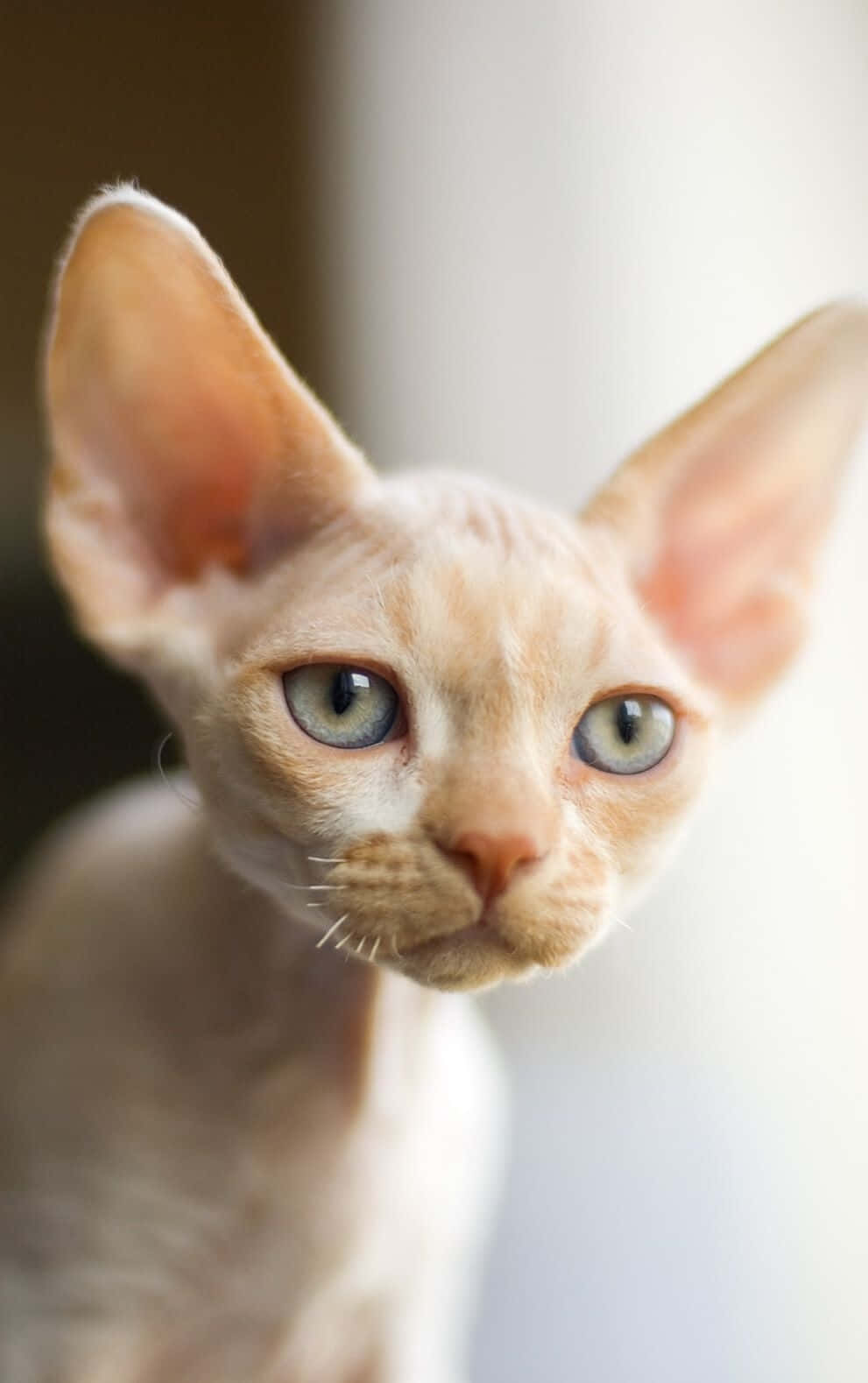Devon Rex 桌布 壁紙 — 一隻無毛的斯芬克斯貓特寫，有大耳朵和引人注目的藍色眼睛，直視鏡頭。