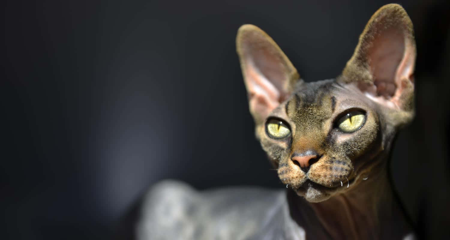 Canadian Sphynx 桌布 壁紙 — 一隻無毛的斯芬克斯貓特寫，有大耳朵和發光的黃色眼睛，背景是黑暗模糊的。