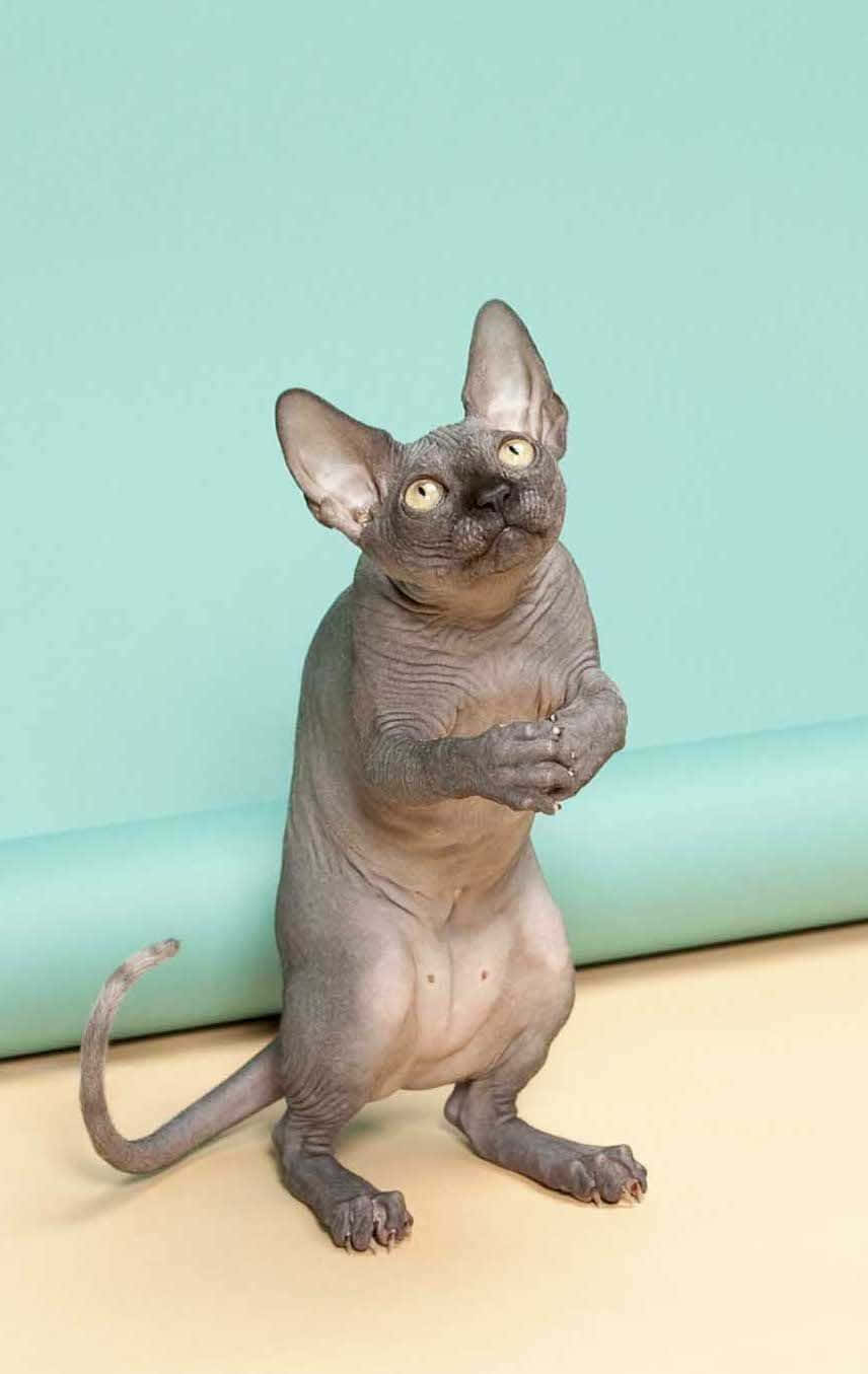 Dancing Cat 桌布 壁紙 — 一隻無毛的斯芬克斯貓用後腿直立，靠著青綠色的牆壁，爪子合攏。
