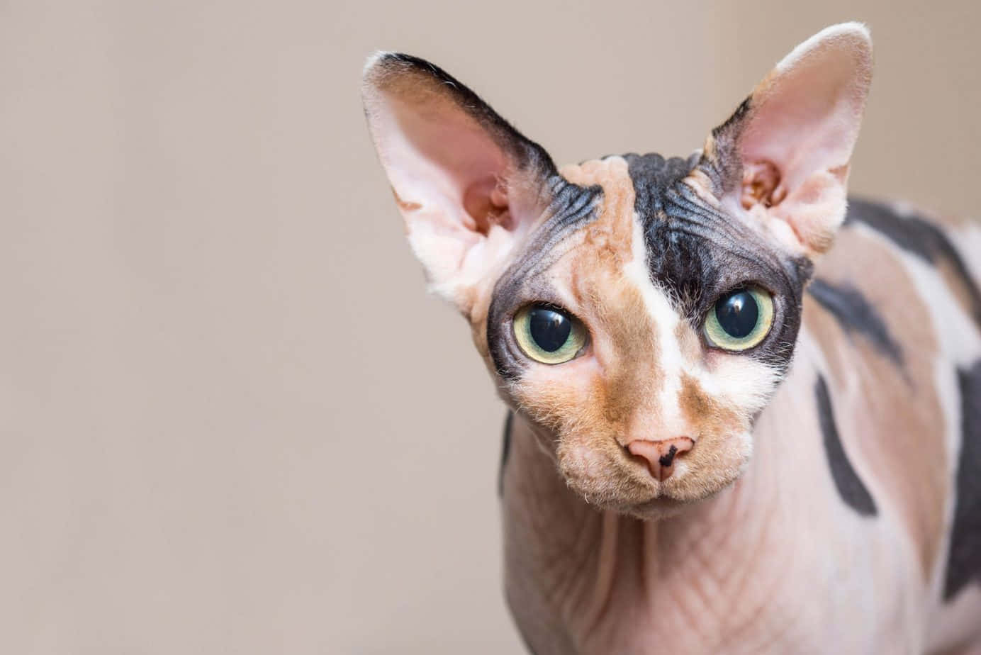 Canadian Sphynx 桌布 壁紙 — 一隻無毛的斯芬克斯貓的特寫，擁有引人注目的綠色眼睛和粉紅色耳朵，背景為中性米色。
