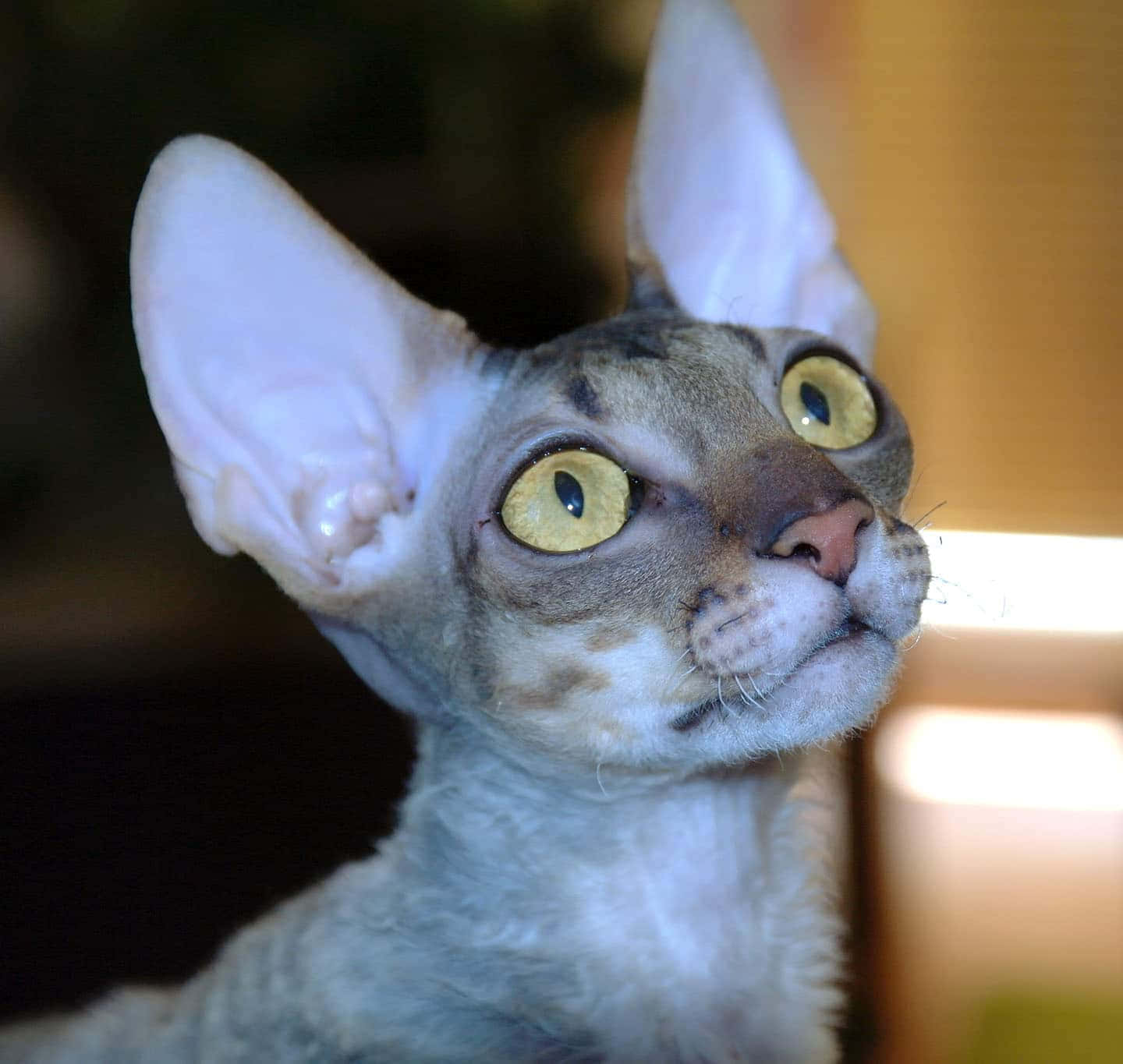 Cornish Rex 桌布 壁紙 — 一隻無毛的斯芬克斯貓的特寫，有大耳朵和明亮的黃色眼睛向上看。