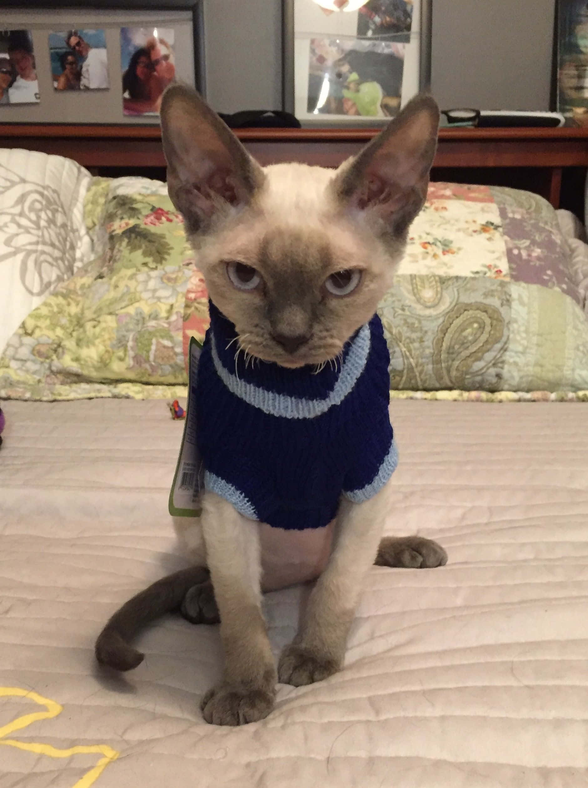Devon Rex 桌布 壁紙 — 一隻無毛的斯芬克斯貓穿著藍色條紋毛衣，專注地坐在一張有圖案枕頭的絎縫床上。