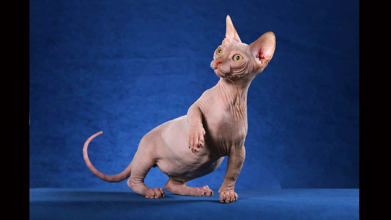 Sphynx 桌布 壁紙 — 一隻無毛的斯芬克斯貓警覺地站在藍色表面上，背景是帶紋理的藍色，眼睛睜大，耳朵豎起。