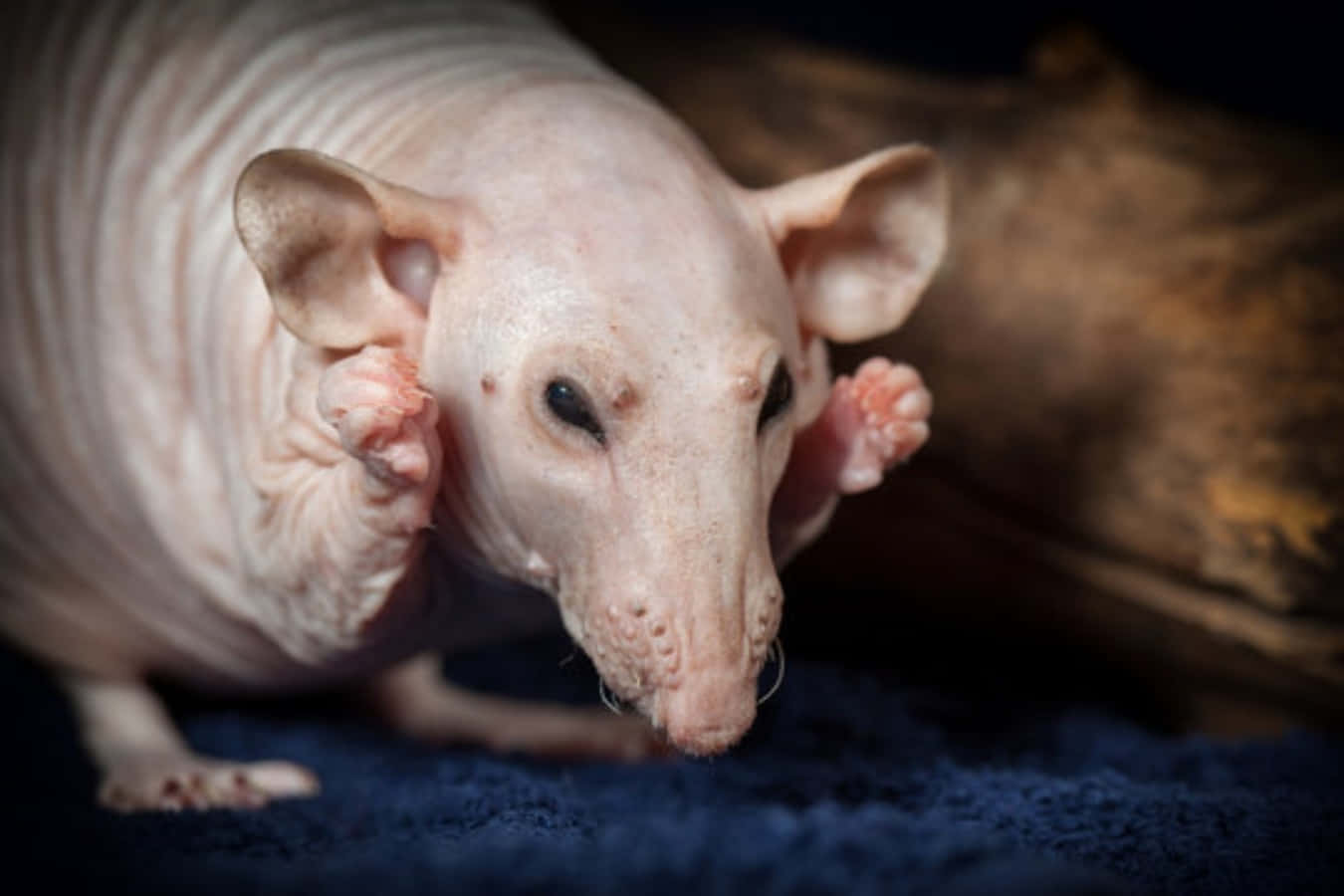 Rat 桌布 壁紙 — 一隻無毛粉紅色老鼠的大特寫，有大耳朵和小爪子，放在深藍色紋理表面上。