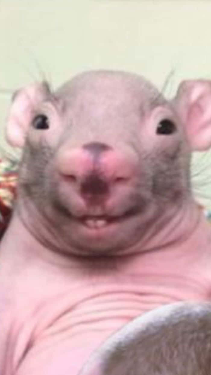 Rat 桌布 壁紙 — 一隻無毛粉紅色老鼠的特寫，有大黑眼睛和皺紋微笑的臉，直視鏡頭。