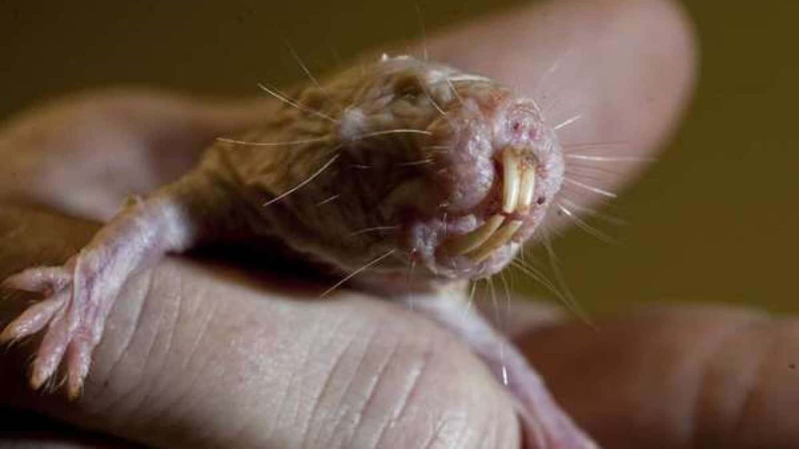 Rat 桌布 壁紙 — 一隻無毛裸鼴鼠的特寫，牠有突出的牙齒，正躺在人類的手上休息。