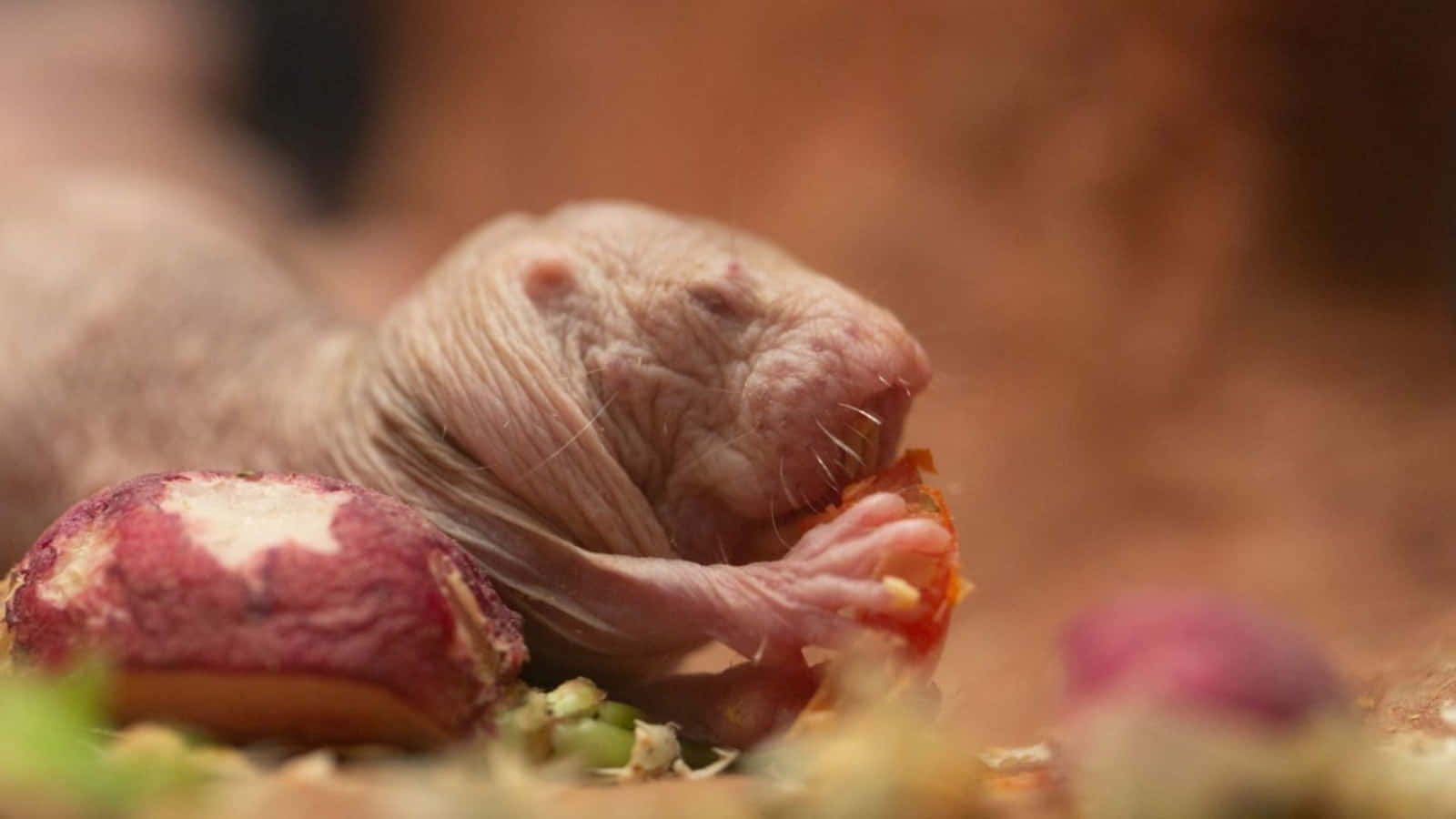 Rat 桌布 壁紙 — 一隻無毛裸鼴鼠的近距離特寫，正在啃食蘿蔔，皮膚皺巴巴，爪子細小。