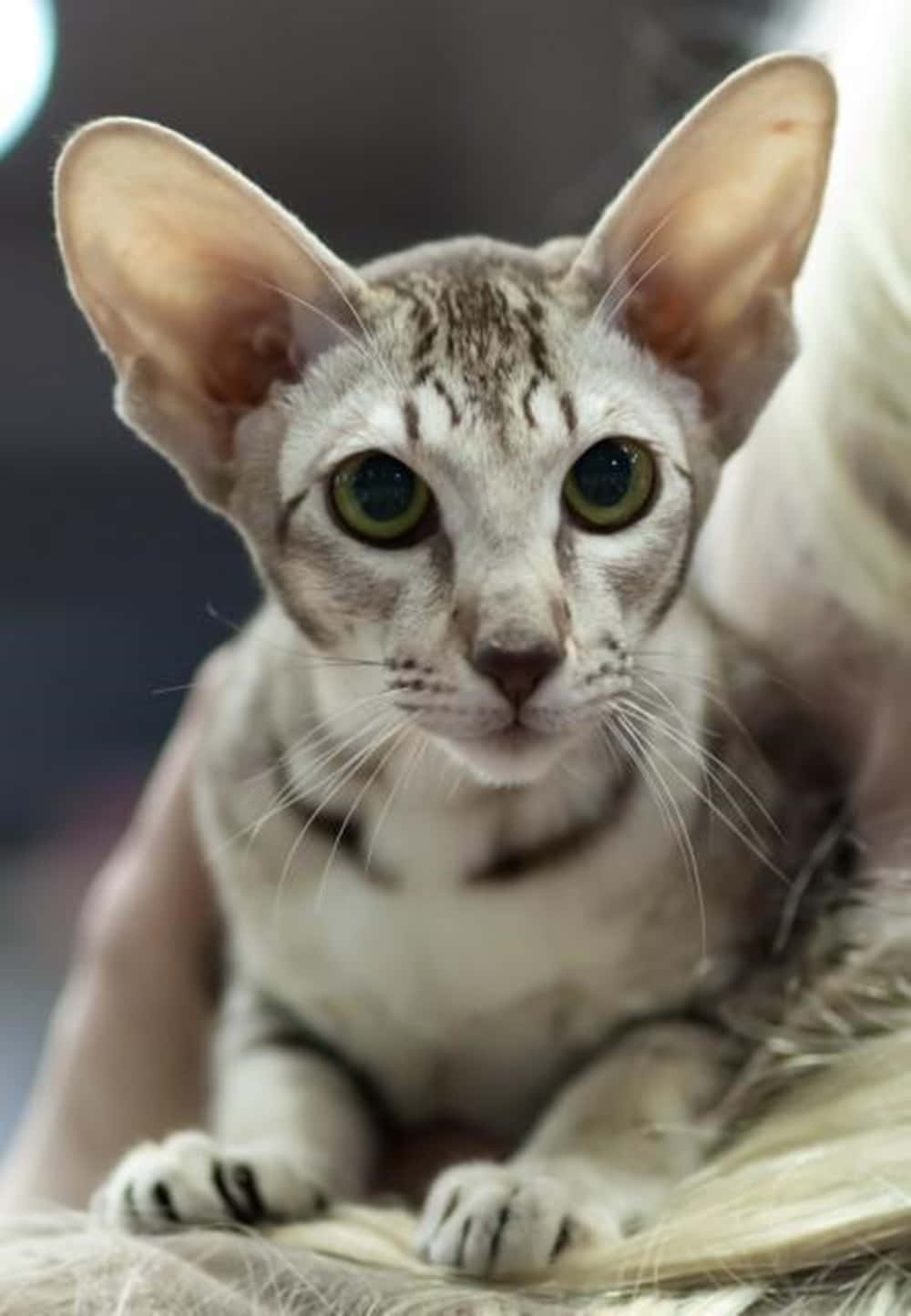 Oriental Shorthair 桌布 壁紙 — 一隻無毛貓的特寫，擁有大的耳朵和引人注目的綠色眼睛，正在柔軟的表面上休息。