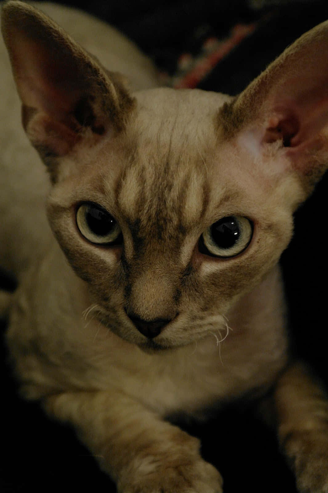 Devon Rex 桌布 壁紙 — 一隻無毛貓的特寫，擁有巨大的耳朵和引人注目的綠色眼睛，在昏暗的燈光下專注地凝視。