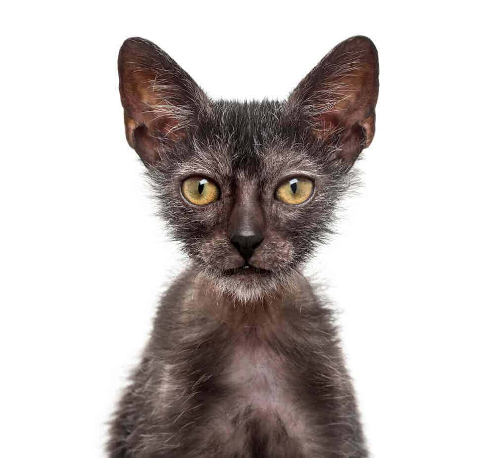 Lykoi 桌布 壁紙 — 一隻無毛貓的特寫，有大耳朵和引人注目的黃色眼睛，背景為白色。