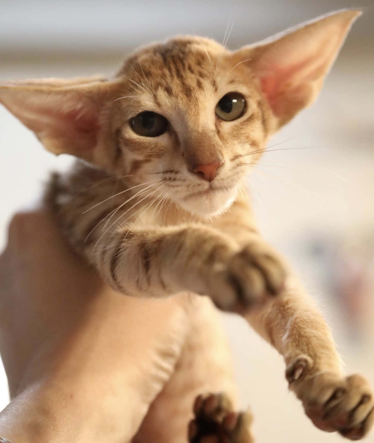 Oriental Shorthair 桌布 壁紙 — 一隻無毛貓的特寫，有大耳朵和綠色眼睛，正向前伸出爪子。