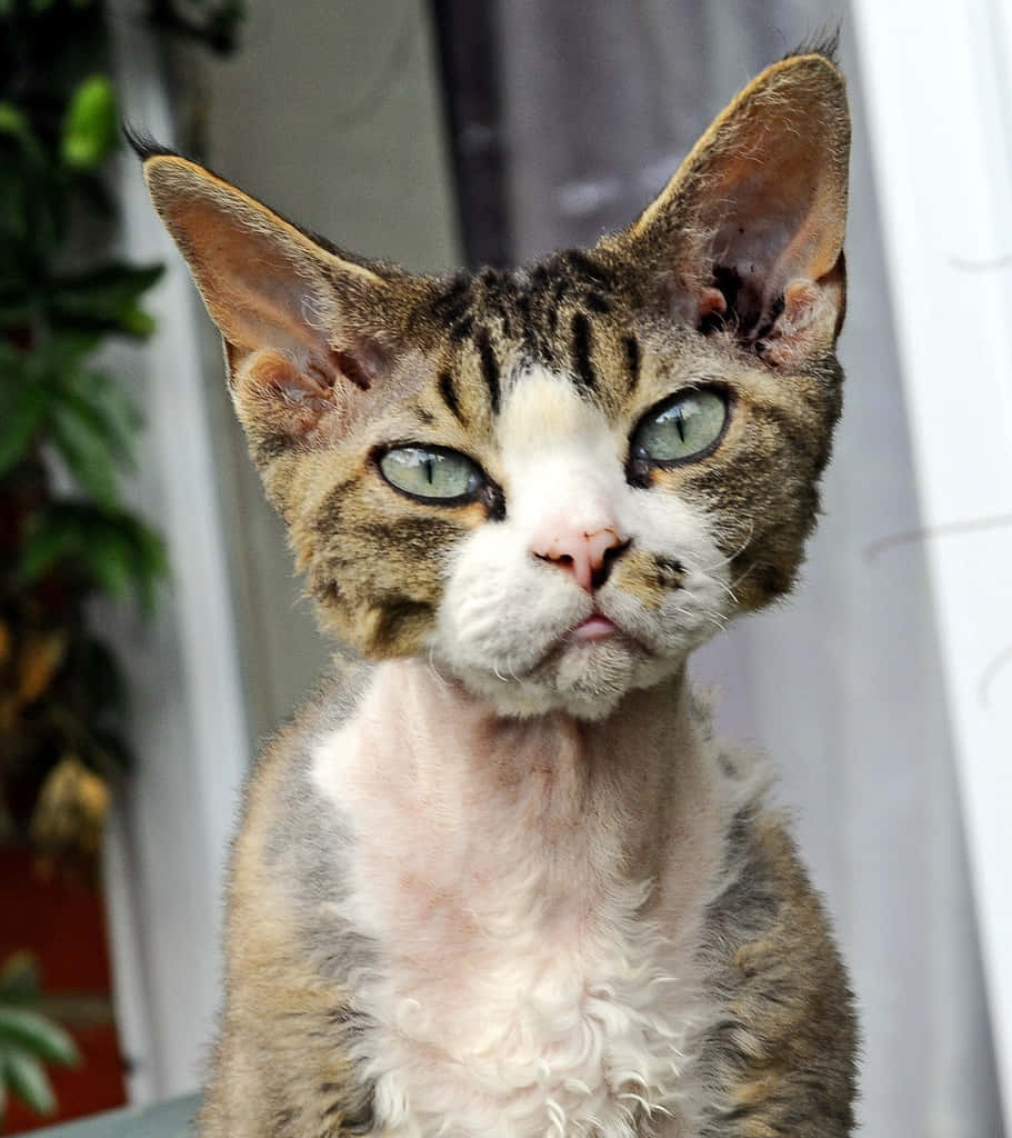 Devon Rex 桌布 壁紙 — 一隻無毛貓的特寫，牠有綠色眼睛和一副不高興的表情，直視鏡頭。