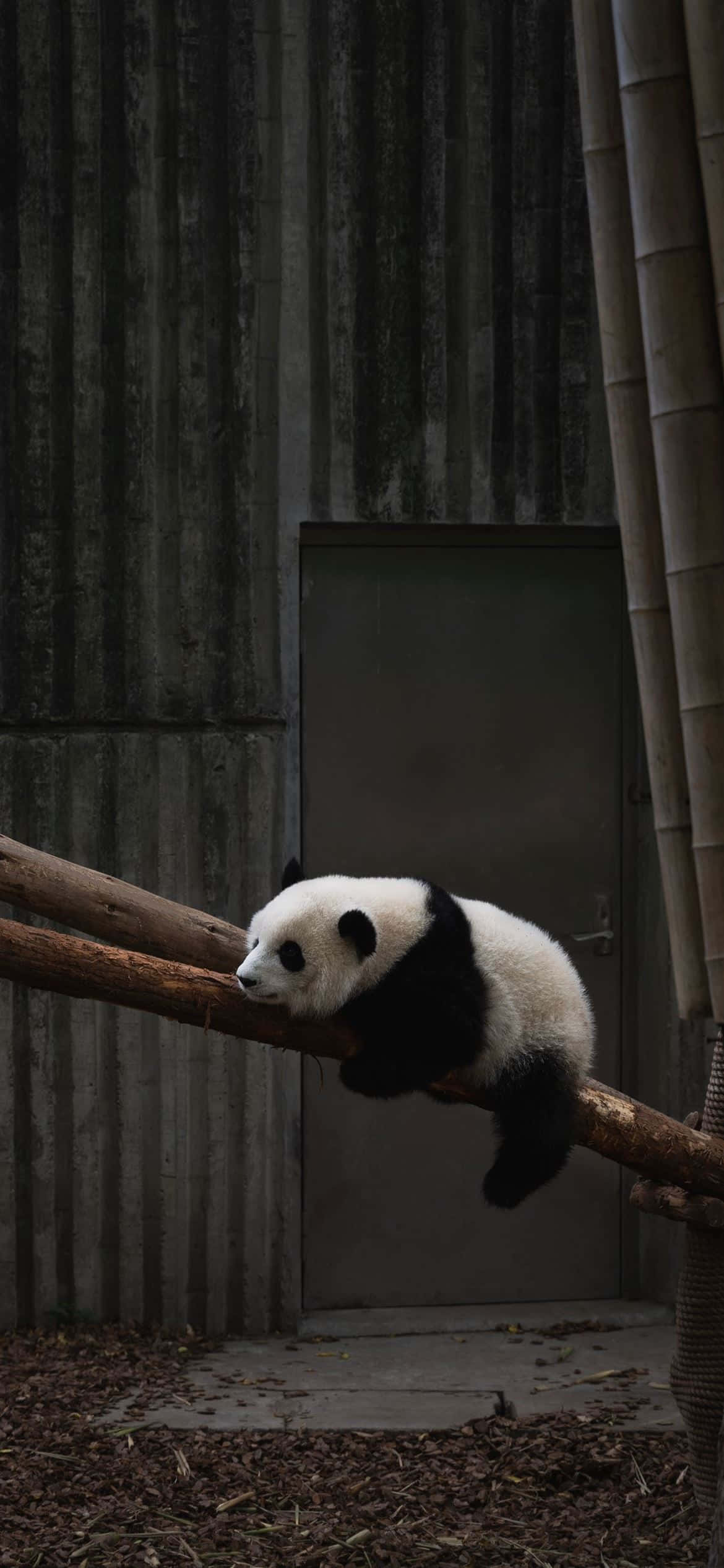 一隻熊貓在樹枝上睡覺 壁紙