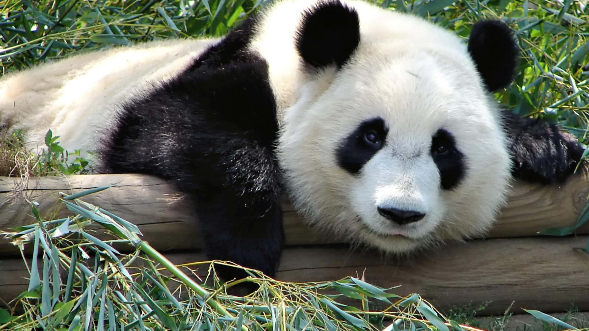 一隻熊貓趴在木頭上 壁紙