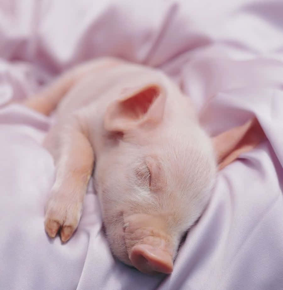 Piggy 桌布 壁紙 — 一隻熟睡的小豬安詳地蜷縮在柔軟的粉紅色布料上，寧靜的特寫鏡頭。