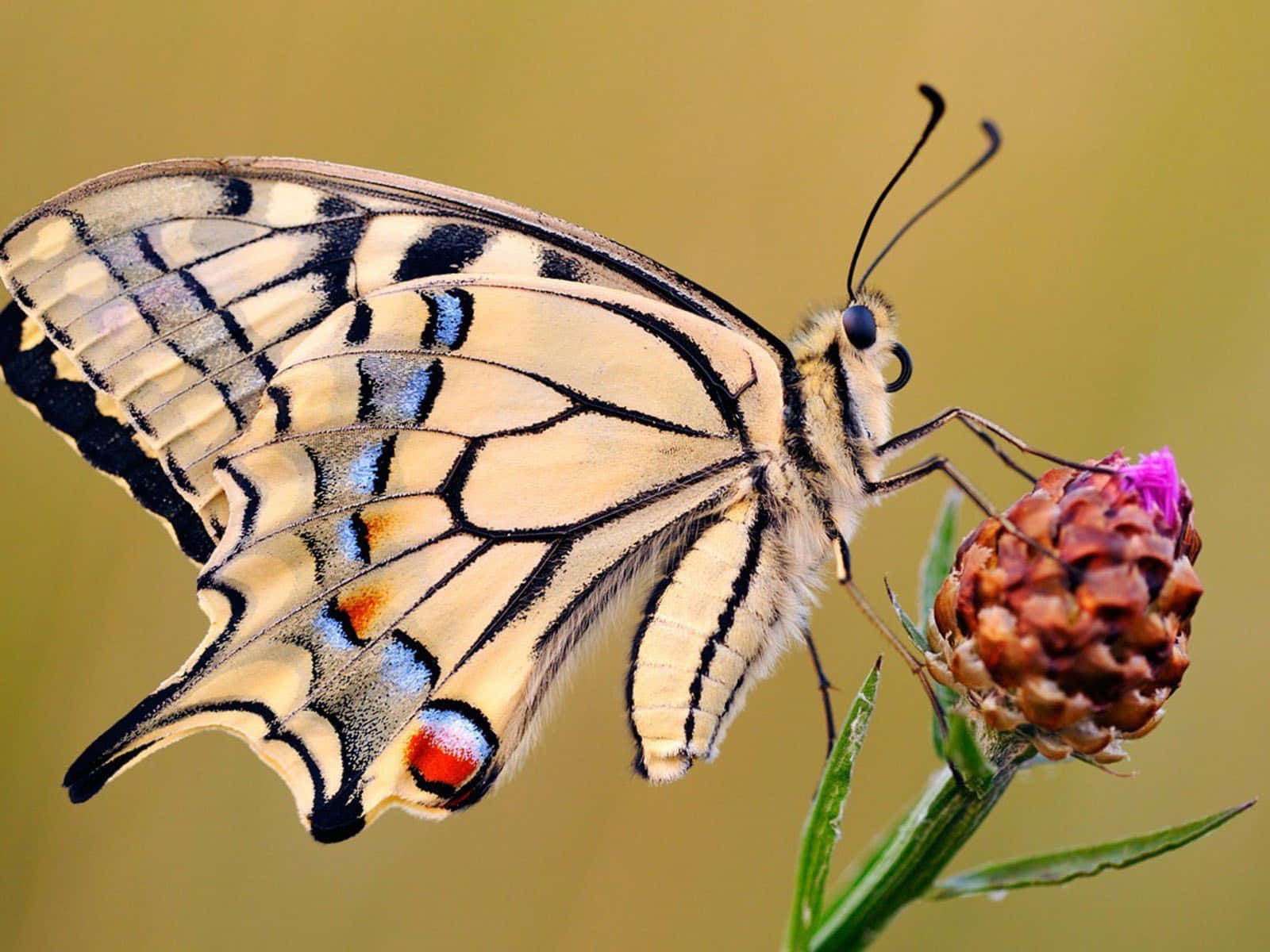 Butterflies 桌布 壁紙 — 一隻燕尾蝶帶有鮮豔的藍色、紅色和黑色斑紋，輕柔地停在一朵紫色花上，背景是柔和的黃色。