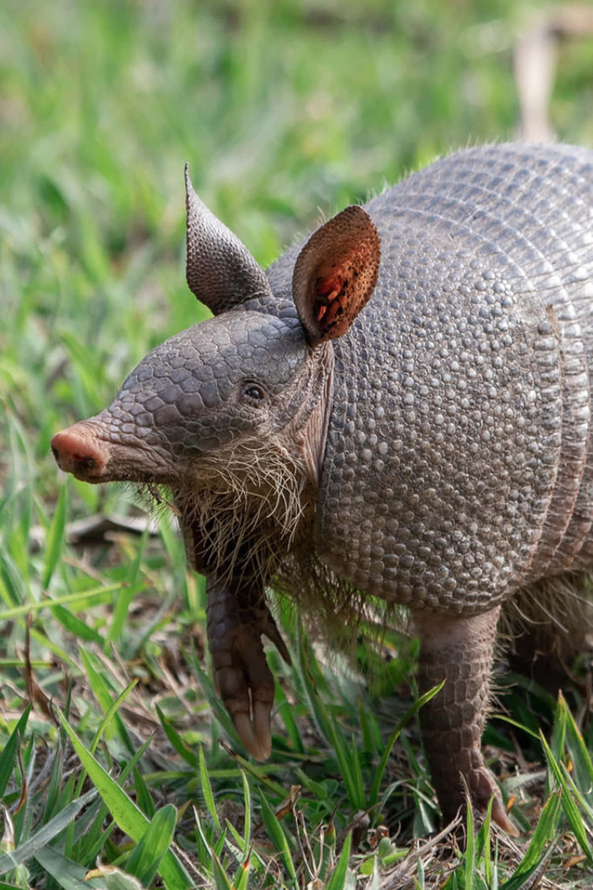 armadillo 桌布 壁紙 — 一隻犰狳的近距離特寫，擁有紋理灰色盔甲和棕色耳朵，正在穿過充滿活力的綠色草地。